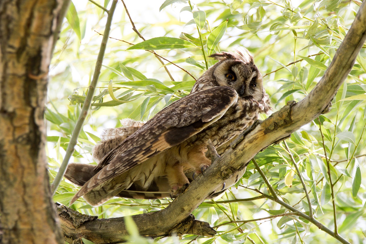 Kulaklı orman baykuşu