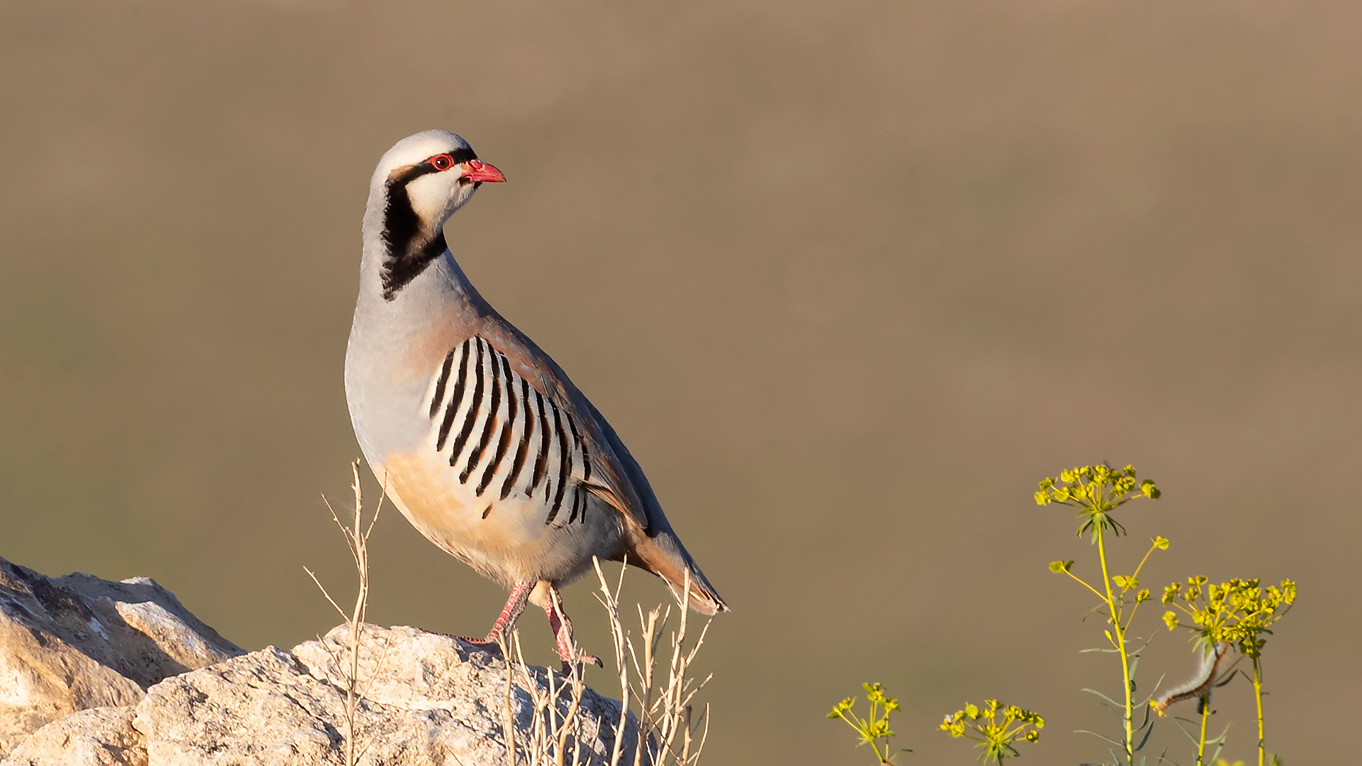 Kınalı keklik » Chukar Partridge » Alectoris chukar