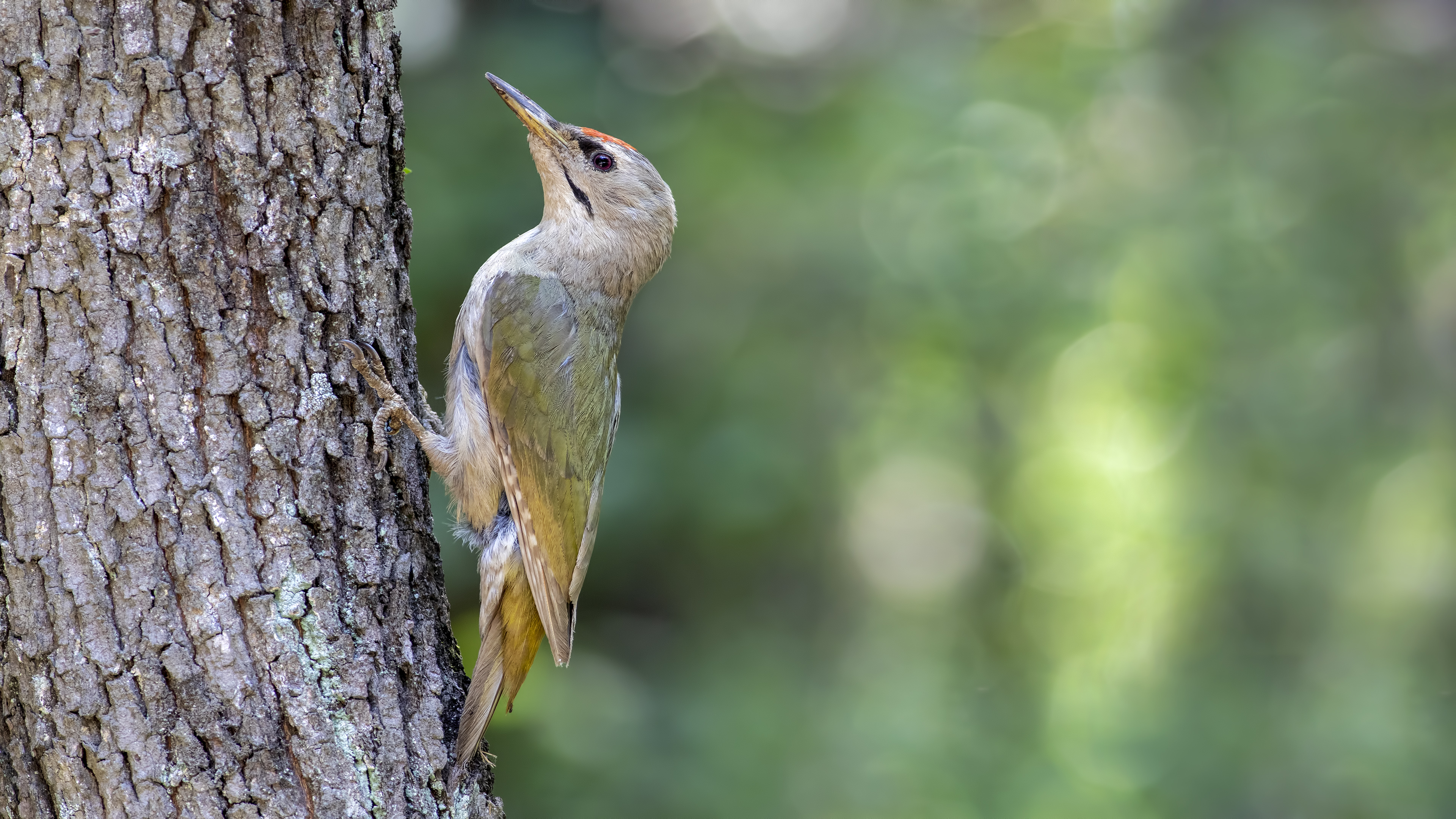 Küçük yeşil ağaçkakan