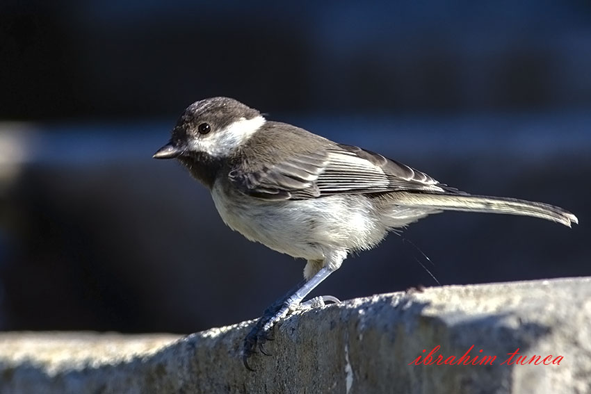 Akyanaklı baştankara