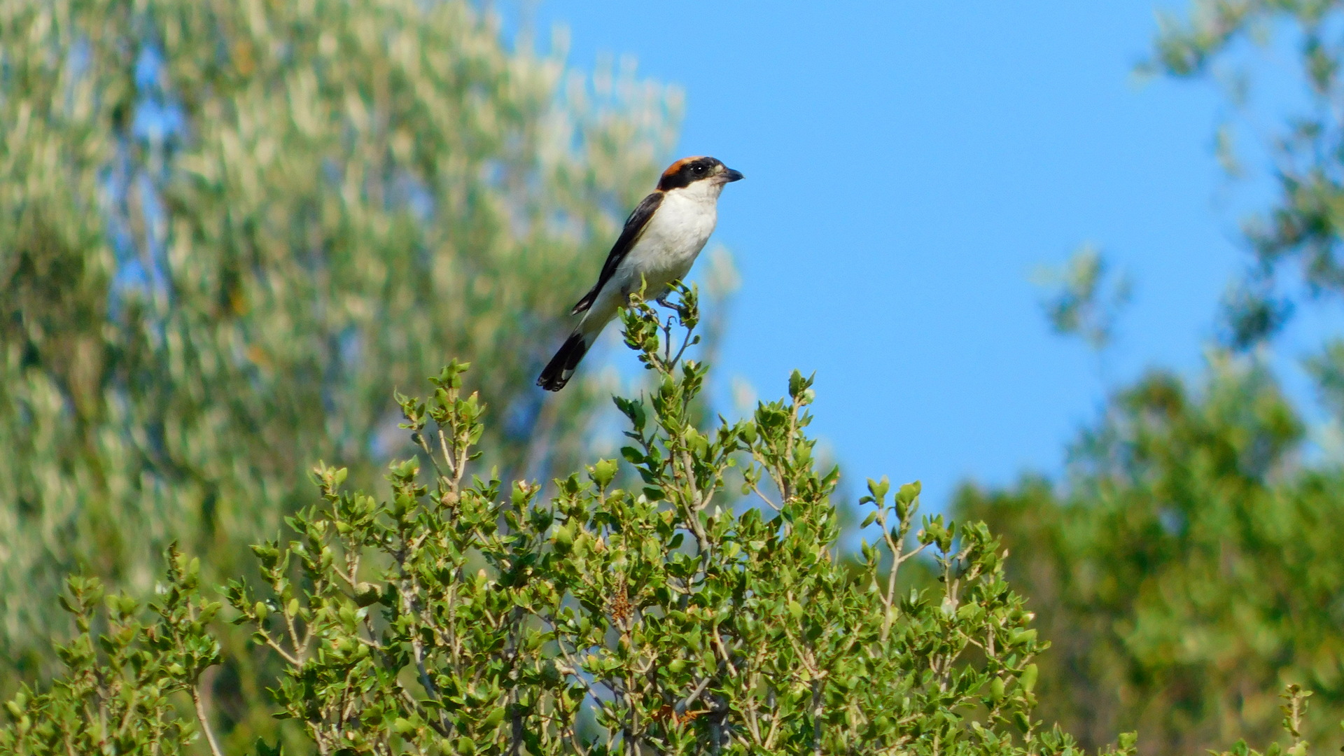 Kızılbaşlı örümcekkuşu