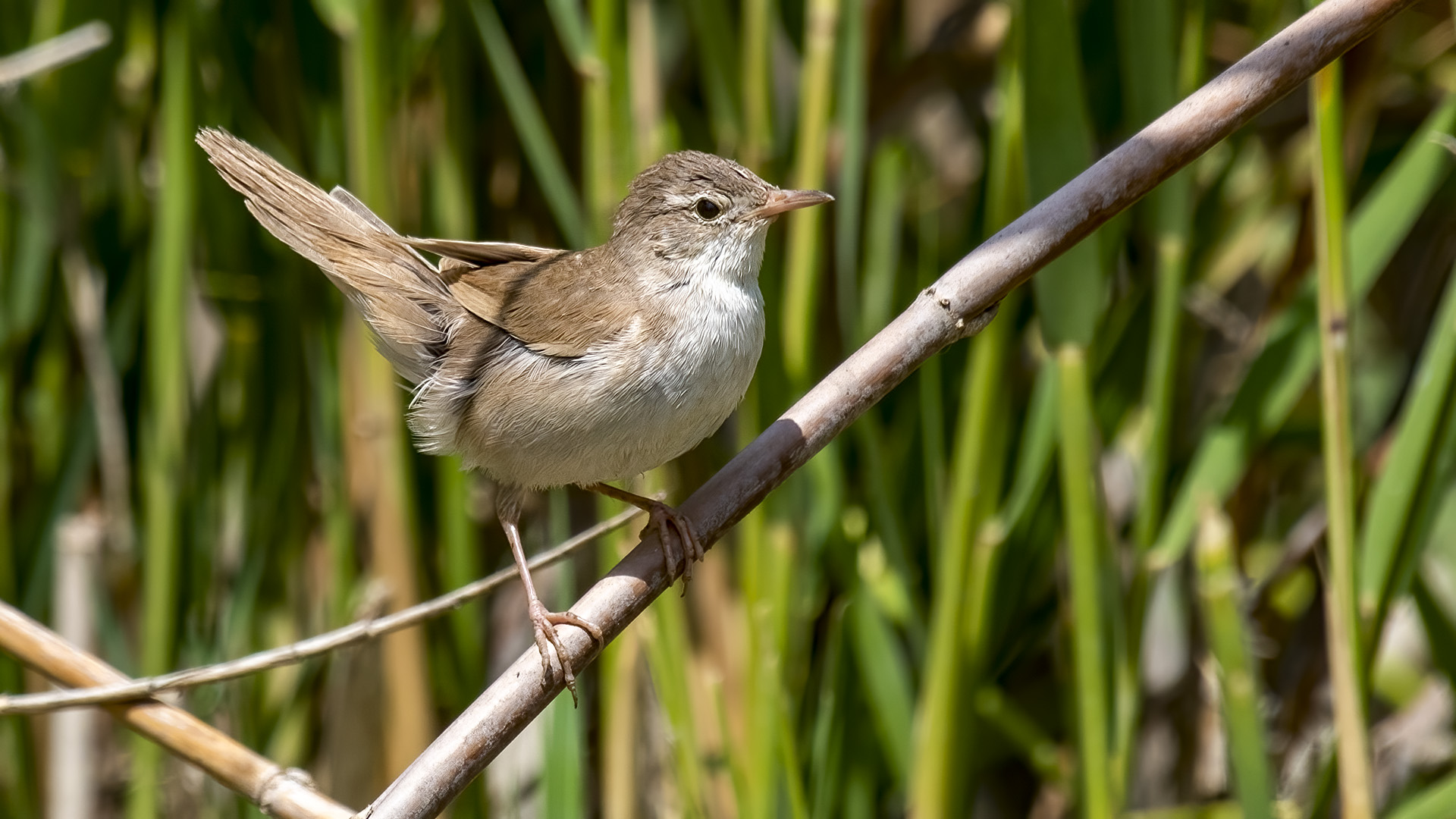 Bataklık kamışçını