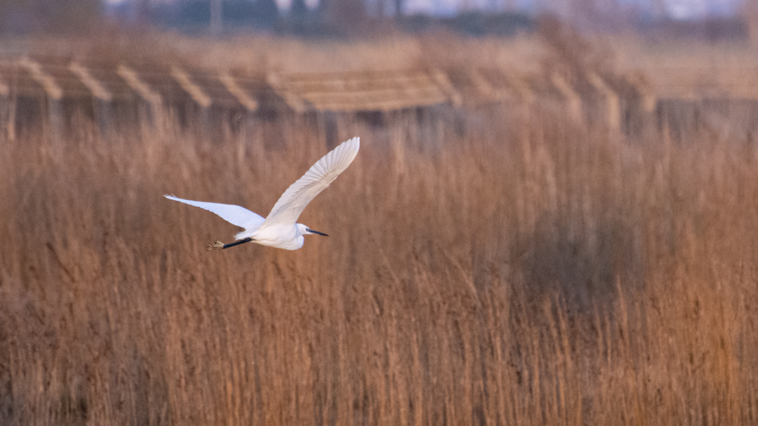 Küçük ak balıkçıl