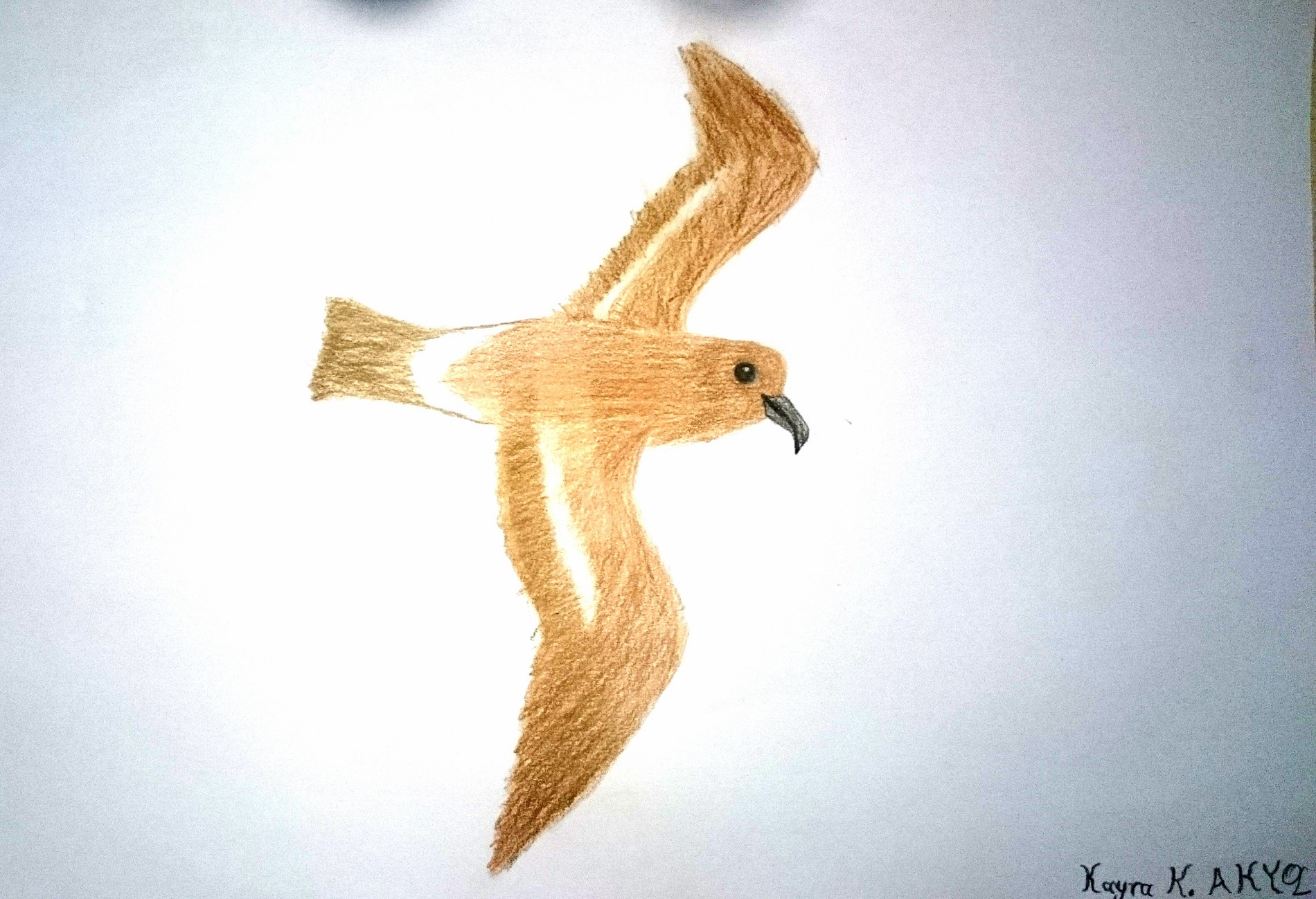 Fırtınakırlangıcı