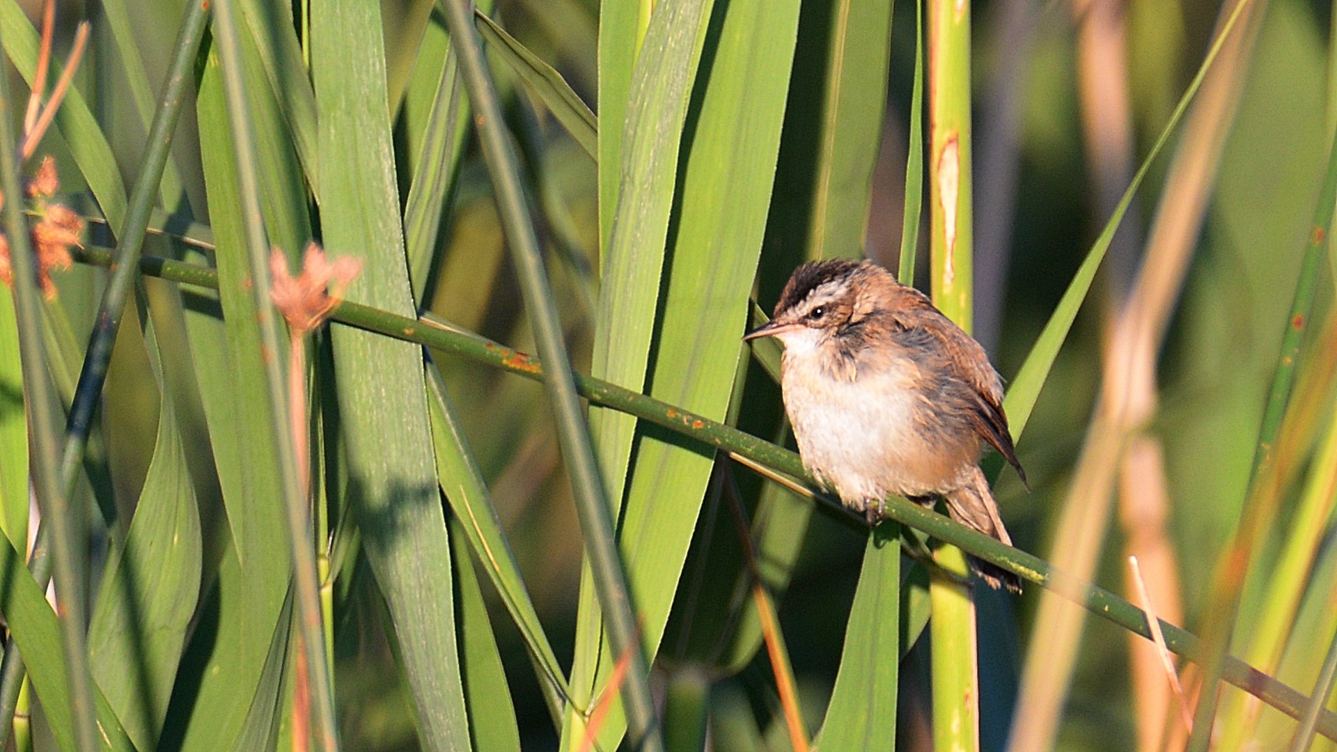 Bıyıklı kamışçın
