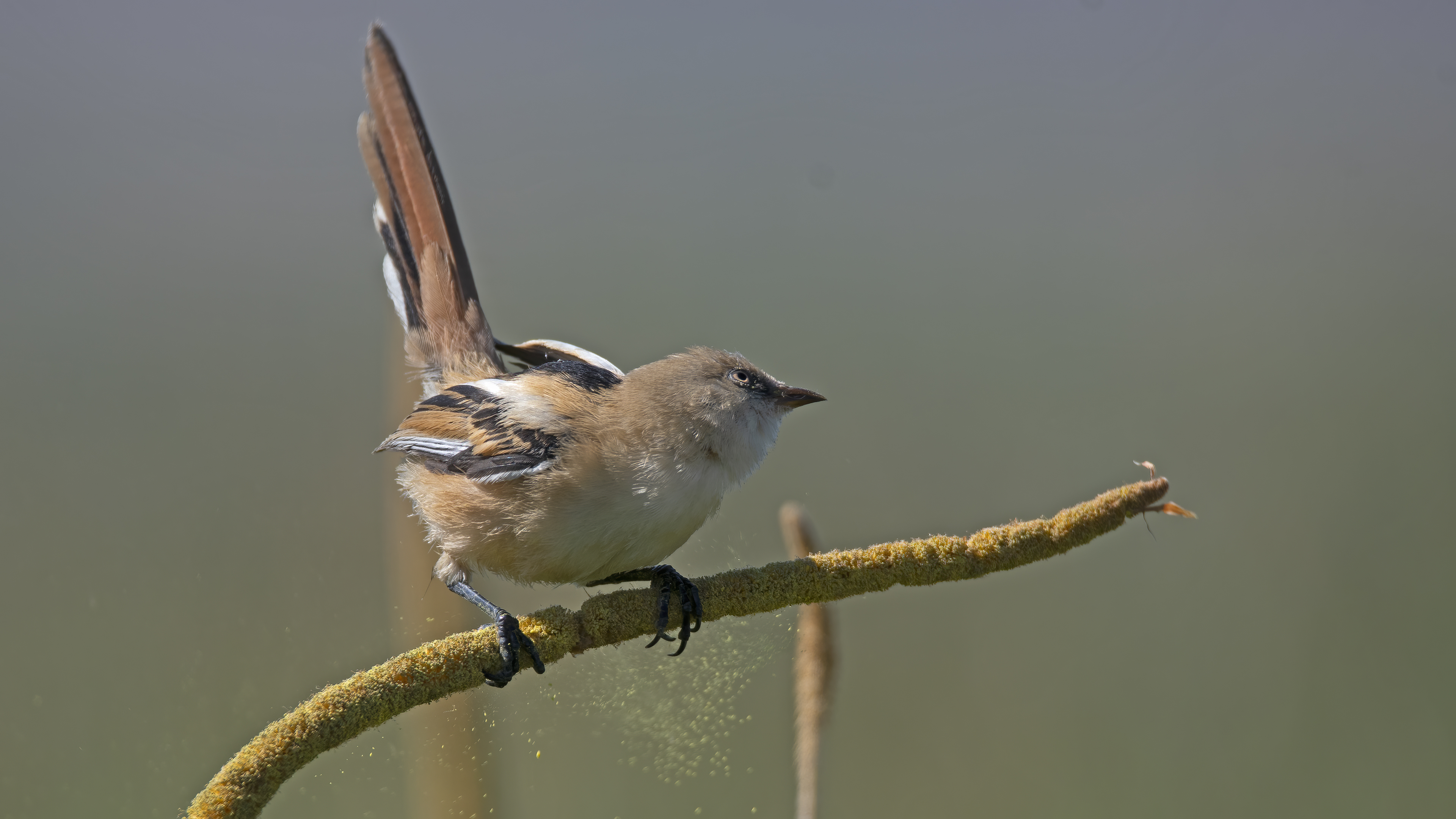 Bıyıklı baştankara