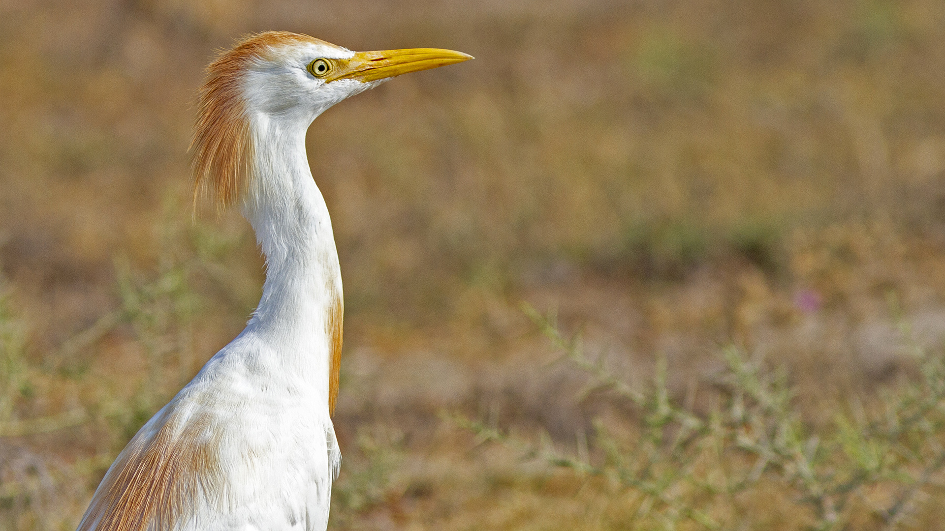 Sığır balıkçılı