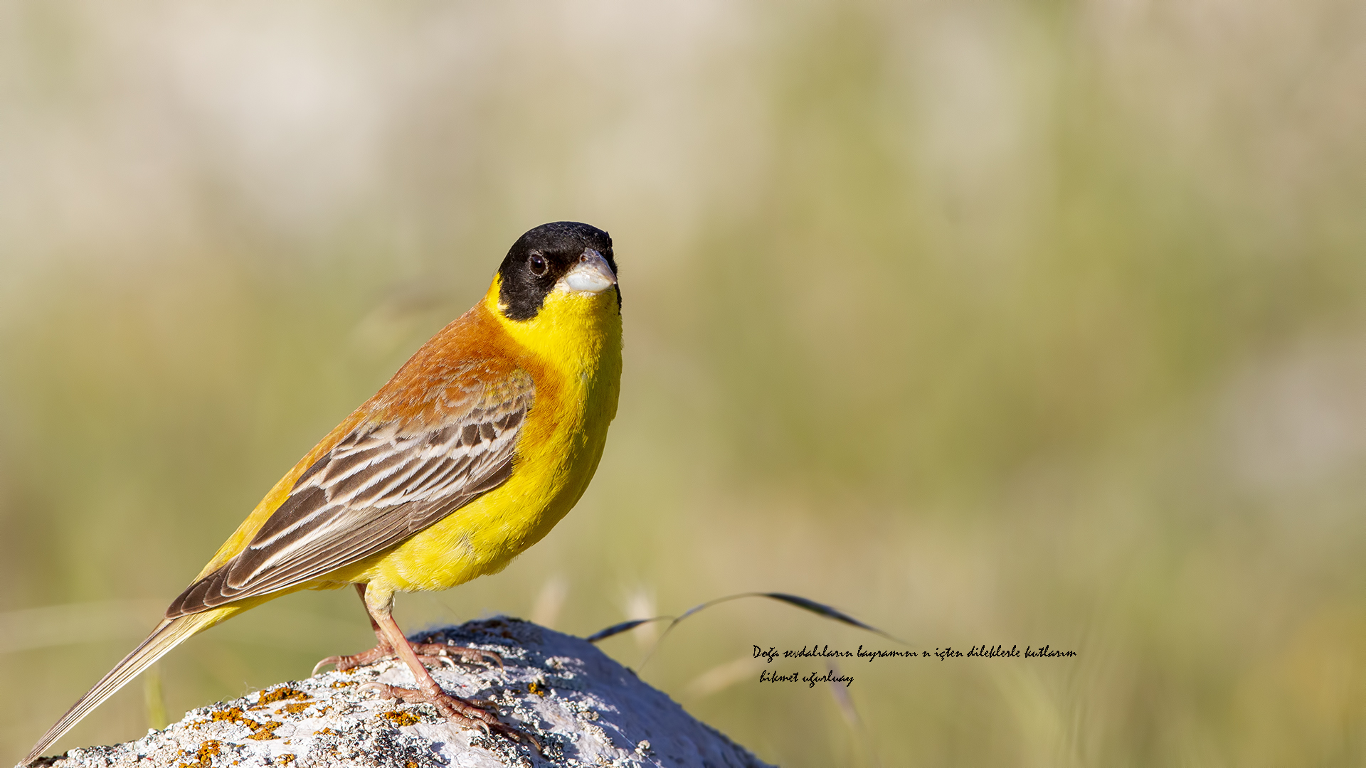 Karabaşlı kirazkuşu