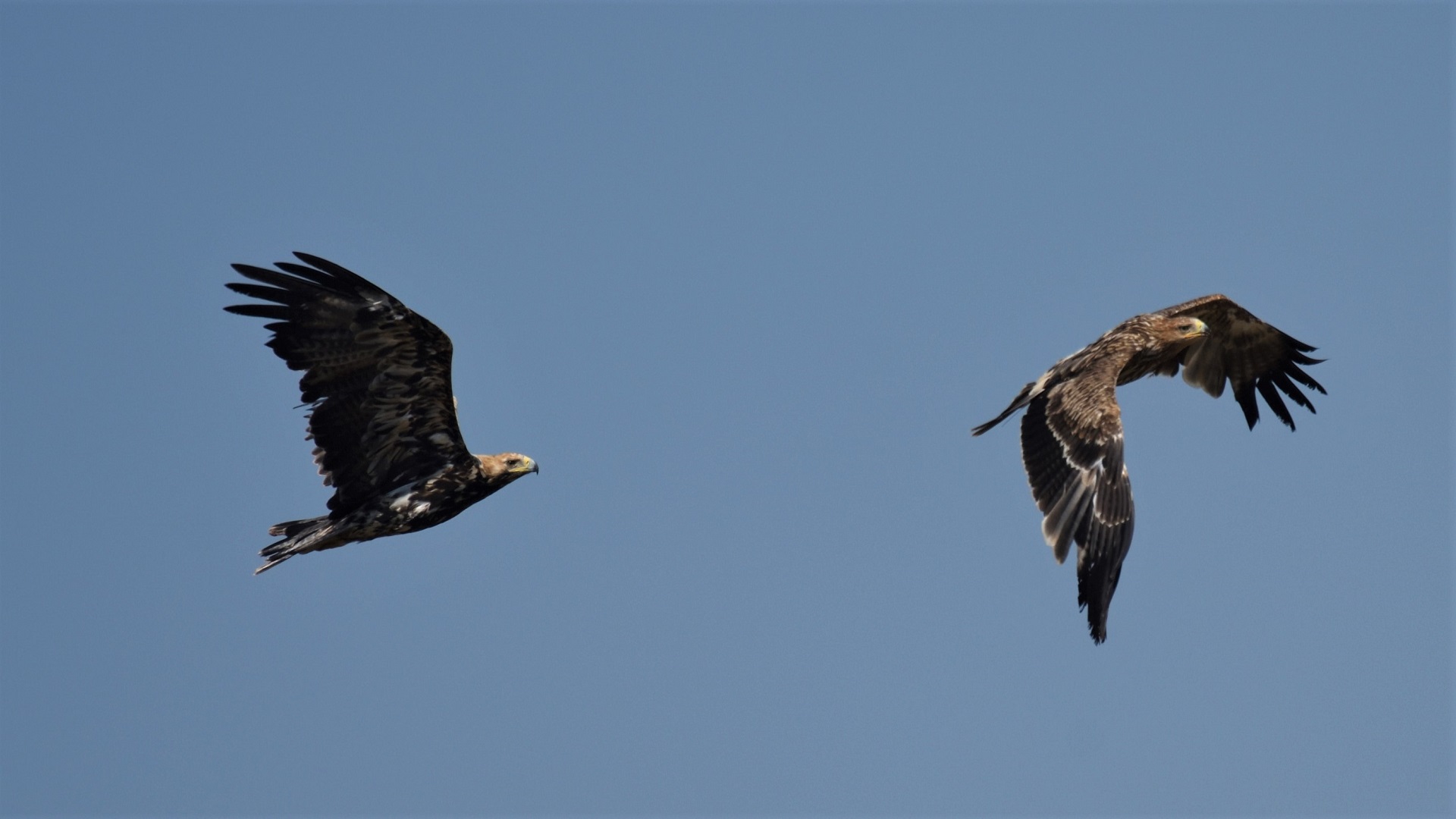 Şah kartal » Eastern Imperial Eagle » Aquila heliaca
