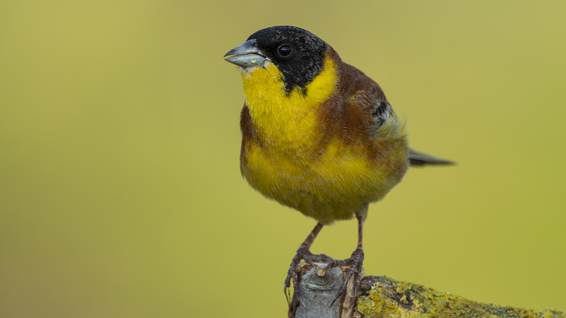 Karabaşlı kirazkuşu