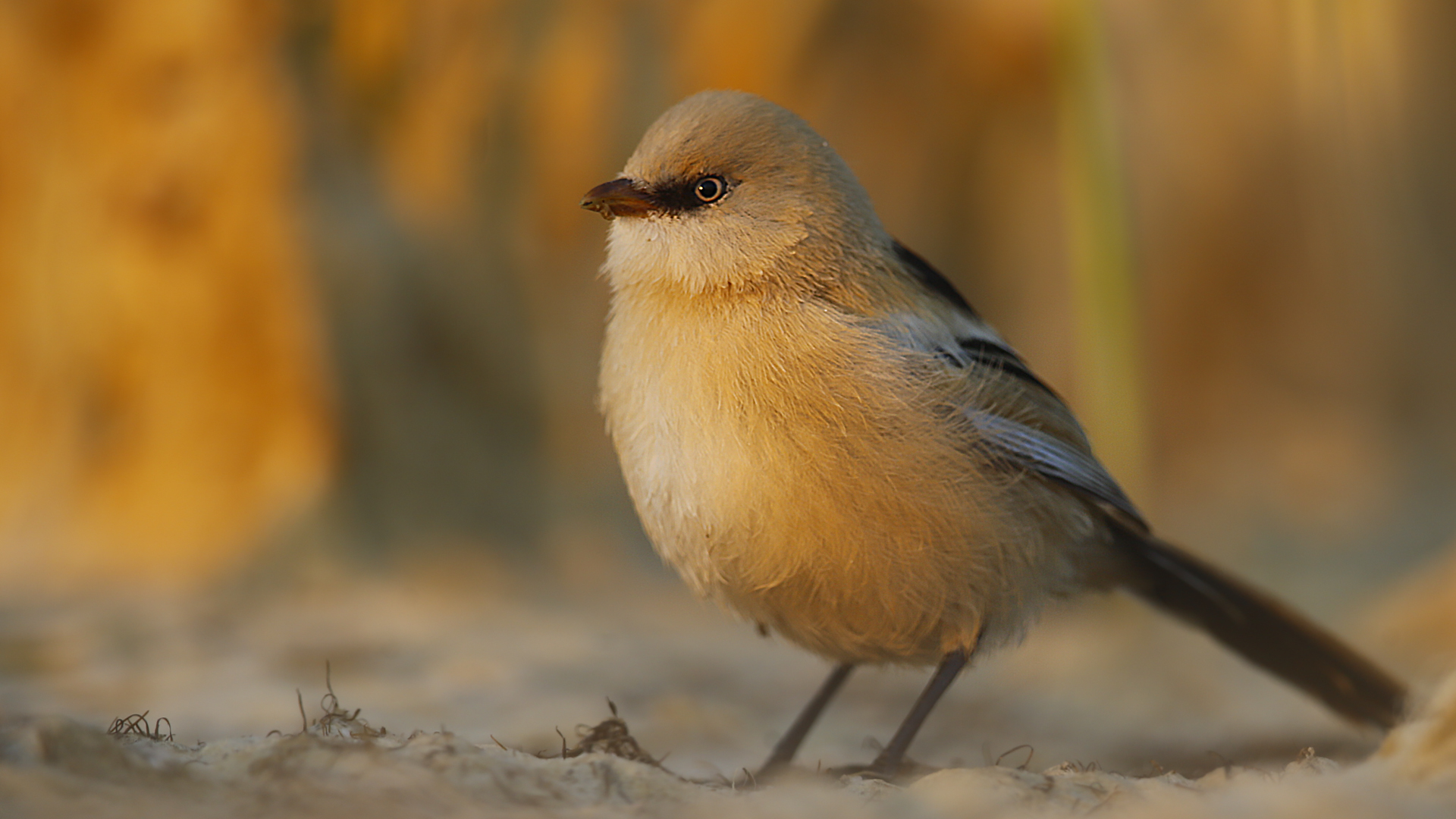 Bıyıklı baştankara