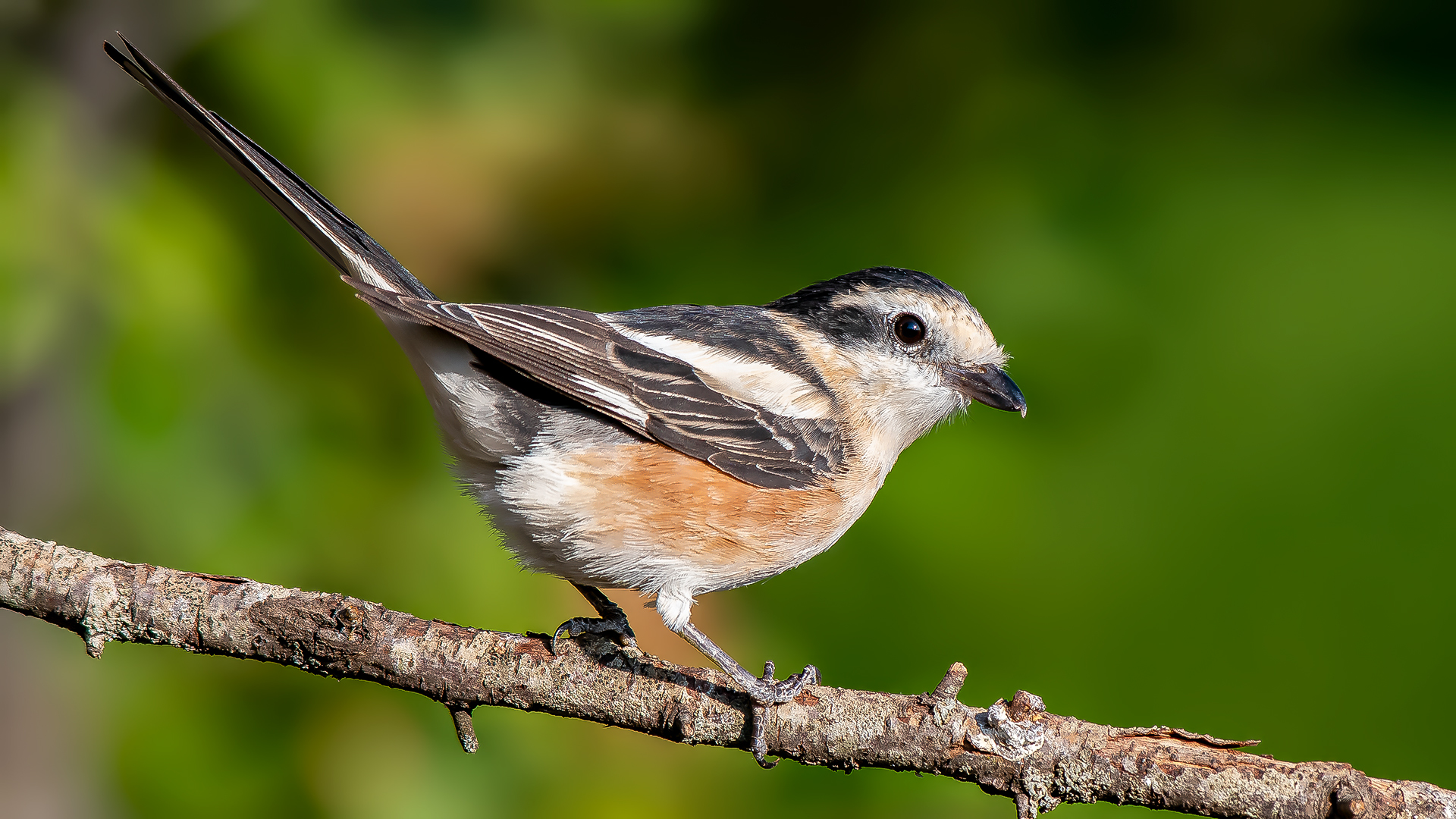 Maskeli örümcekkuşu