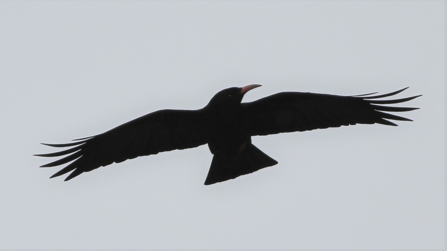 Kırmızıgagalı dağ kargası