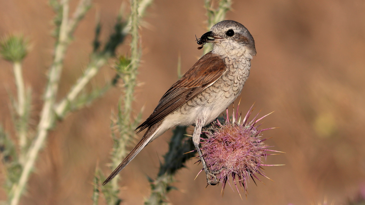 Kızılsırtlı örümcekkuşu