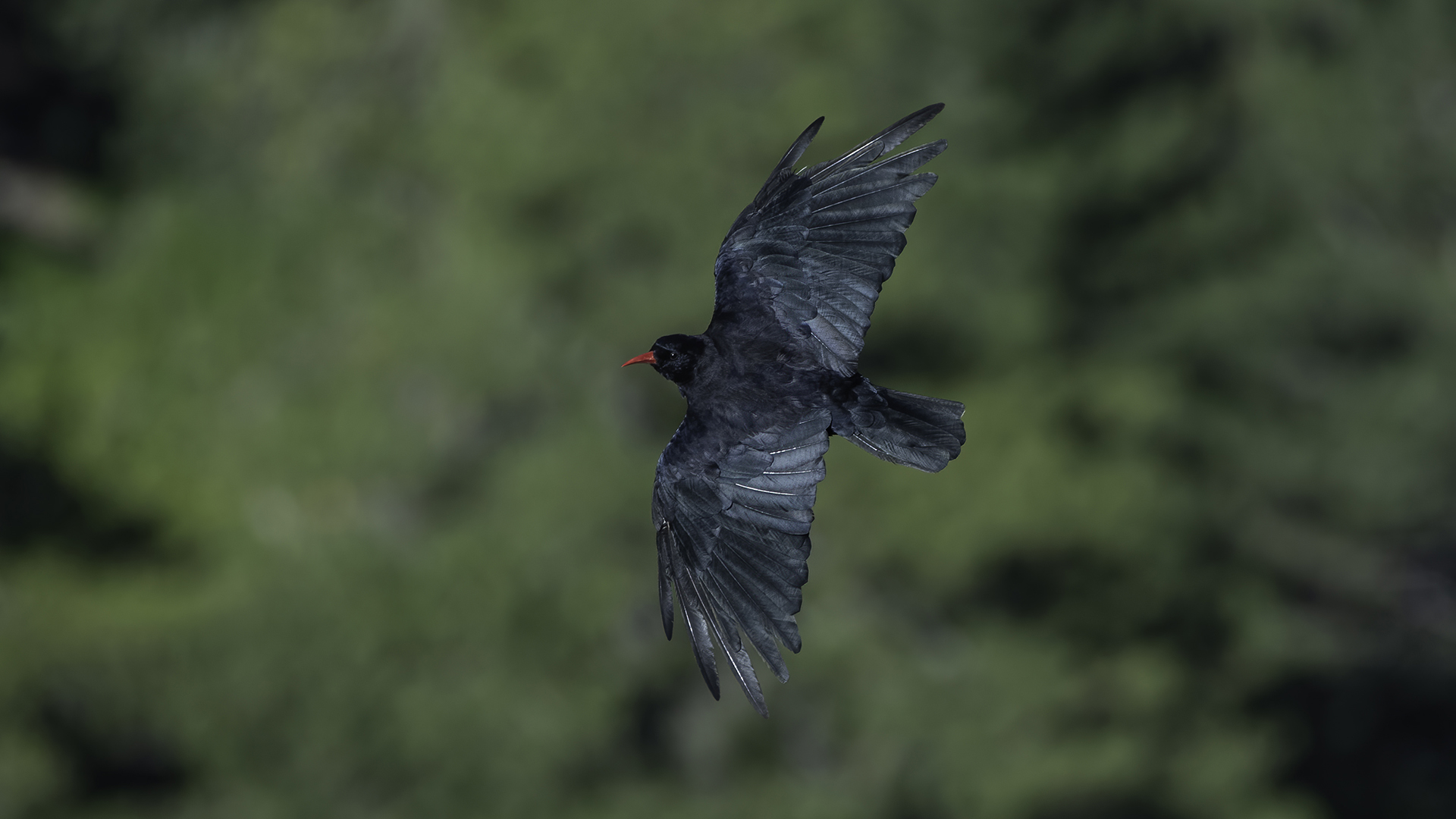 Kırmızıgagalı dağ kargası