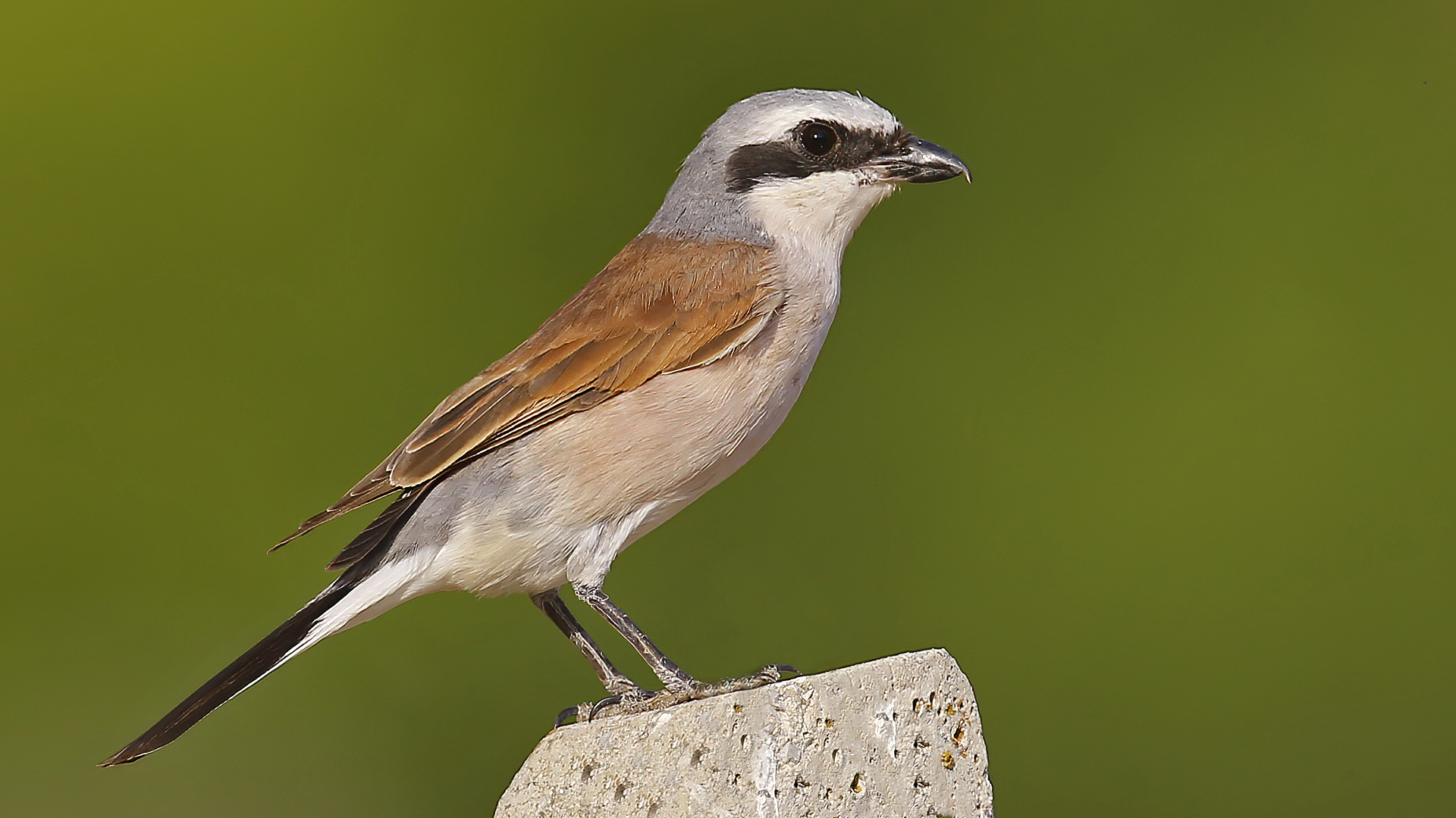 Kızılsırtlı örümcekkuşu