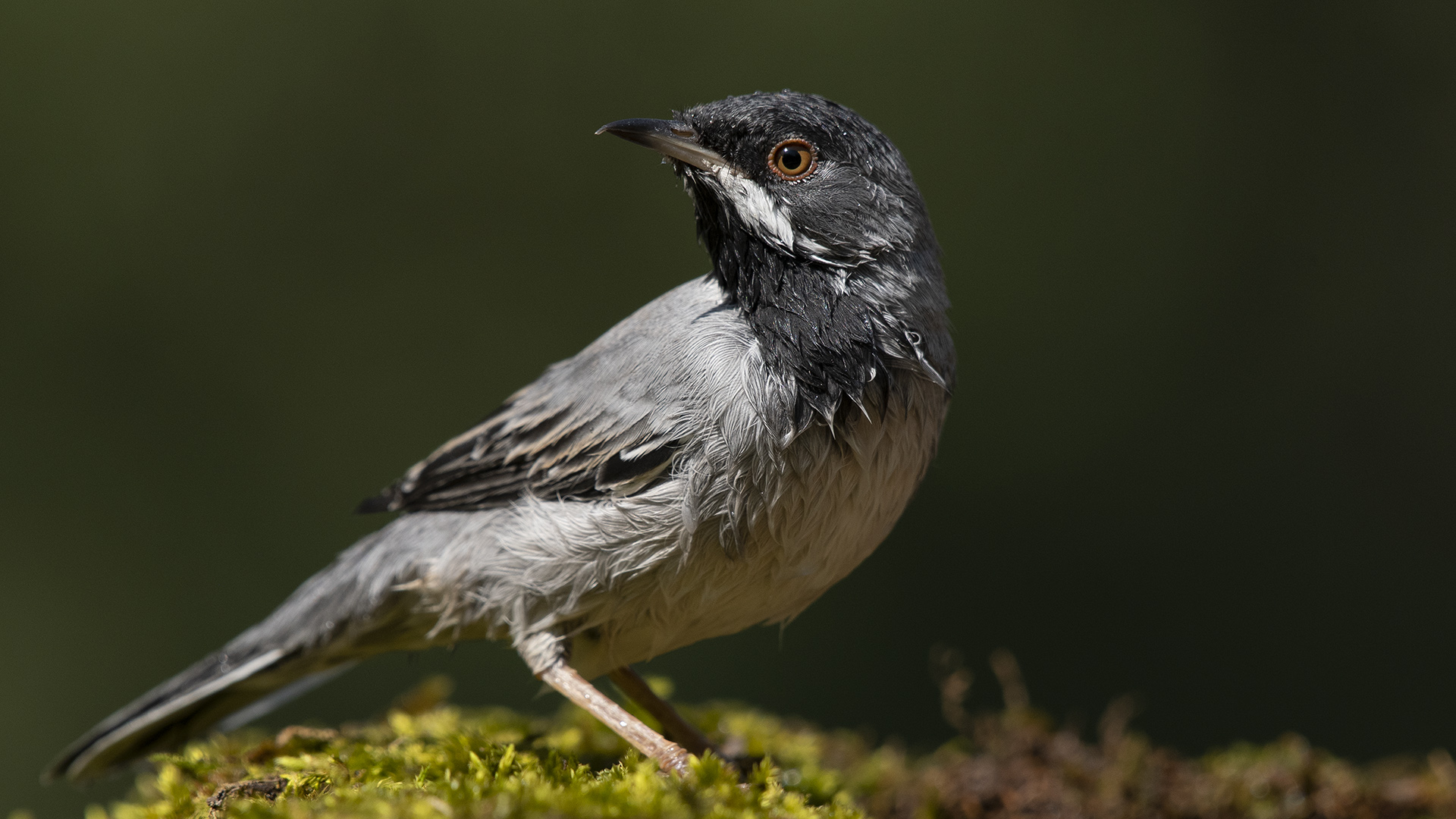 Karaboğazlı ötleğen