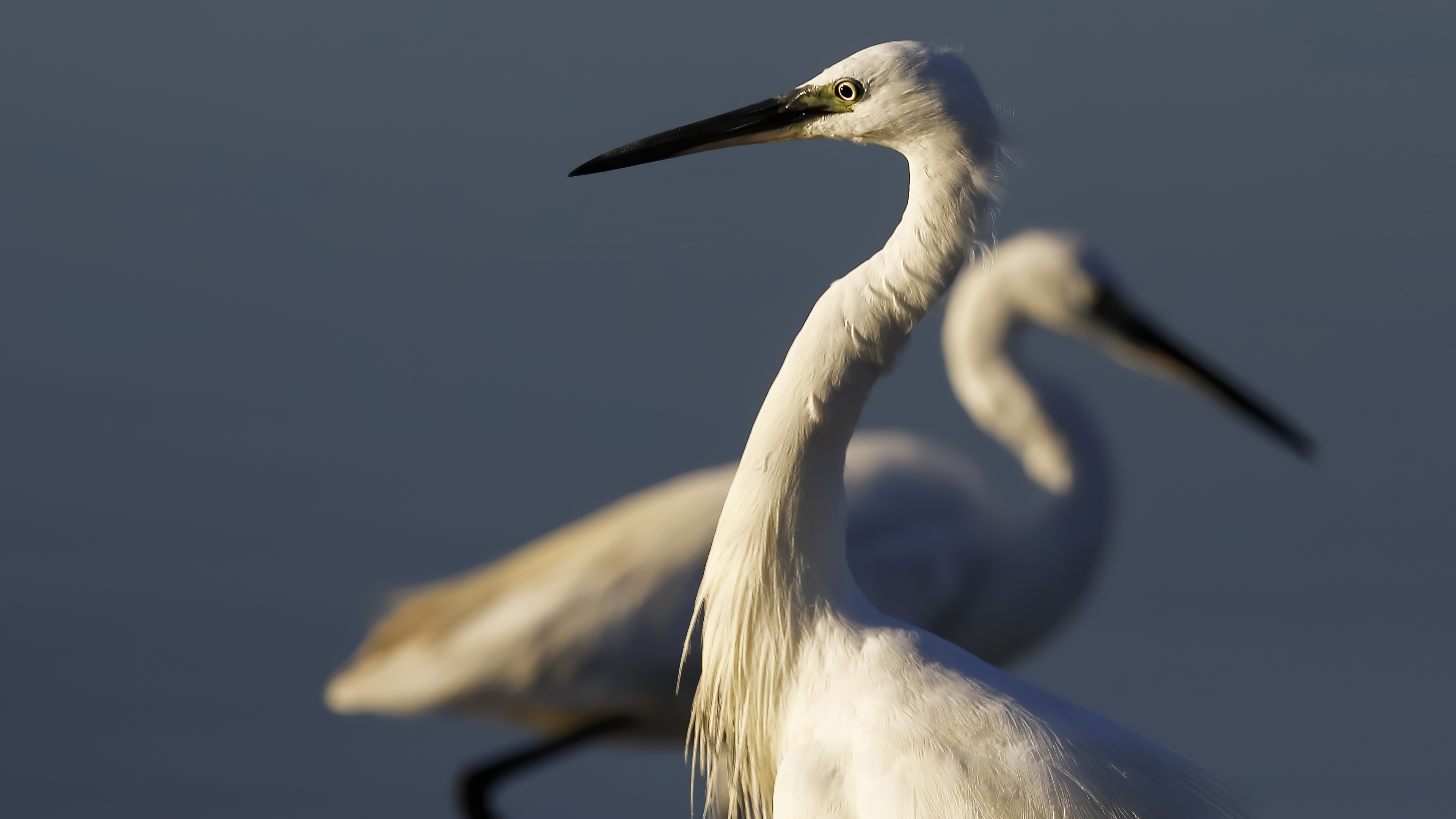 Küçük ak balıkçıl