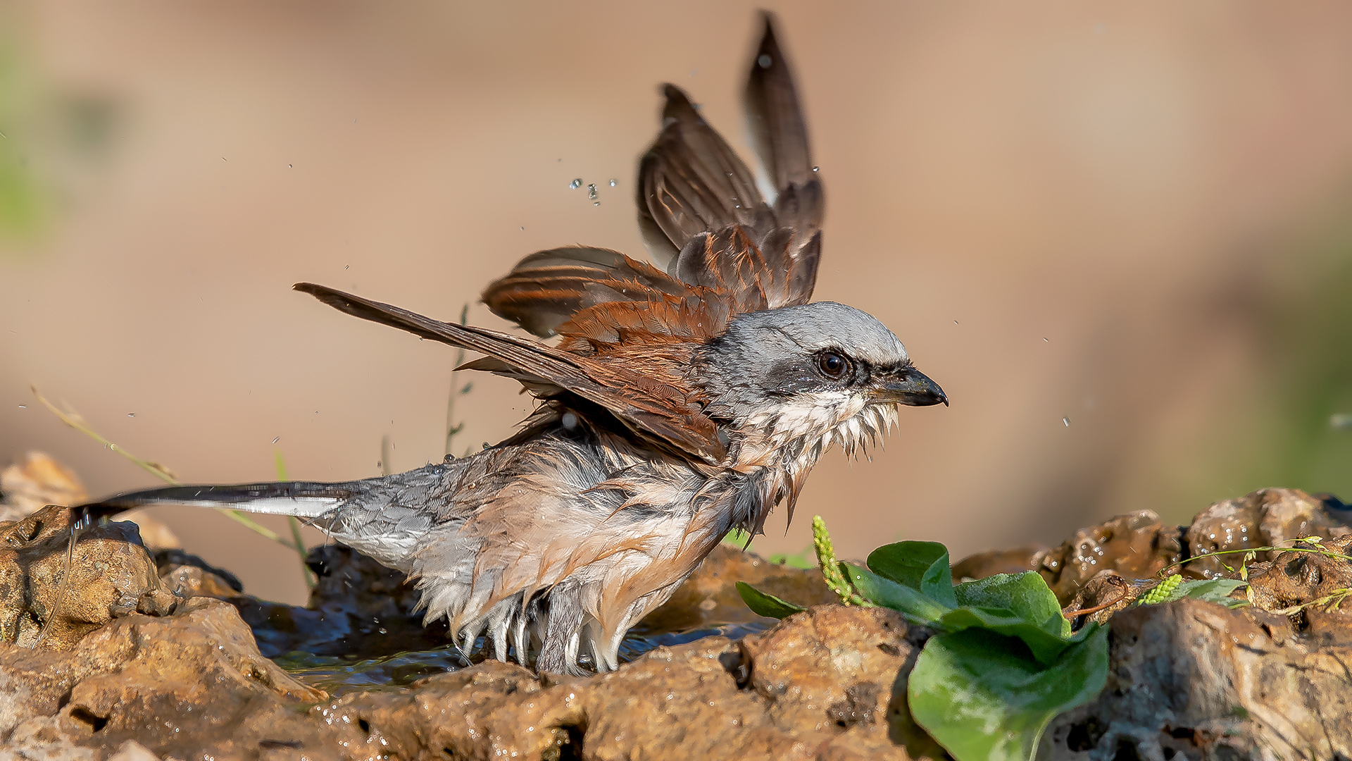 Kızılsırtlı örümcekkuşu