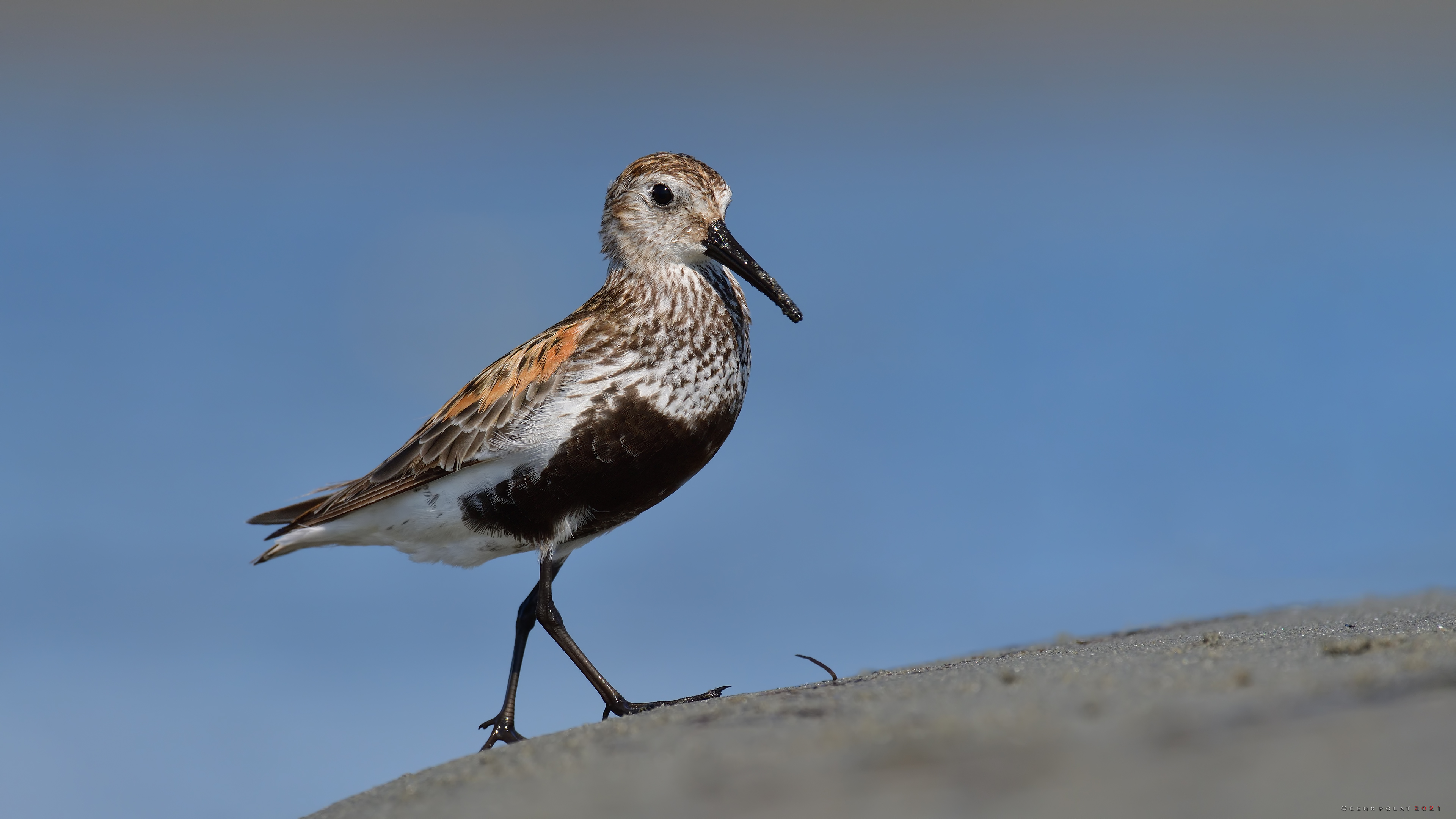 Karakarınlı kumkuşu