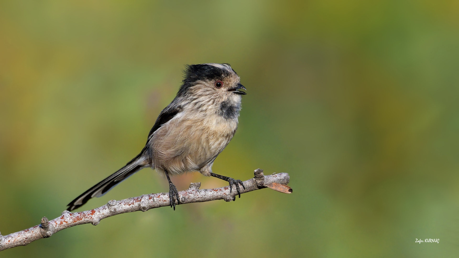Uzunkuyruklu baştankara