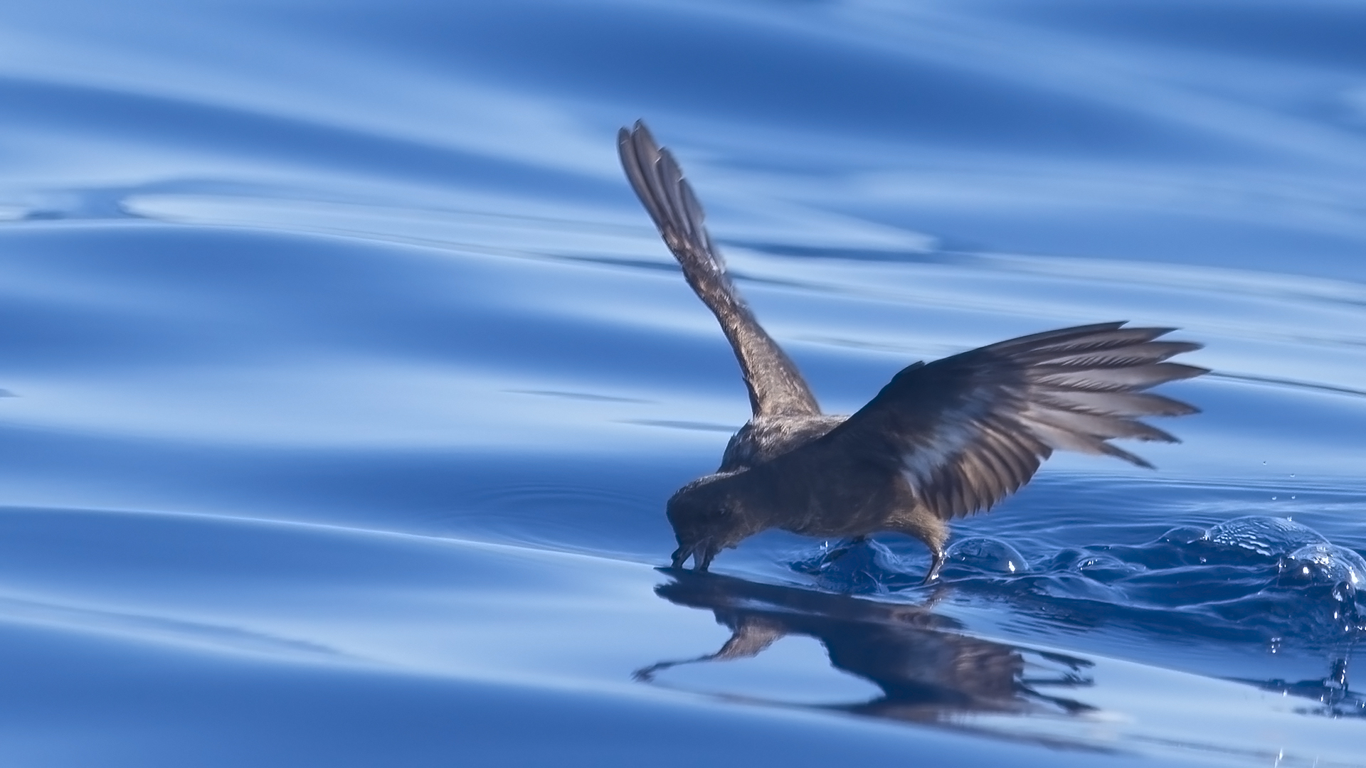 Fırtınakırlangıcı