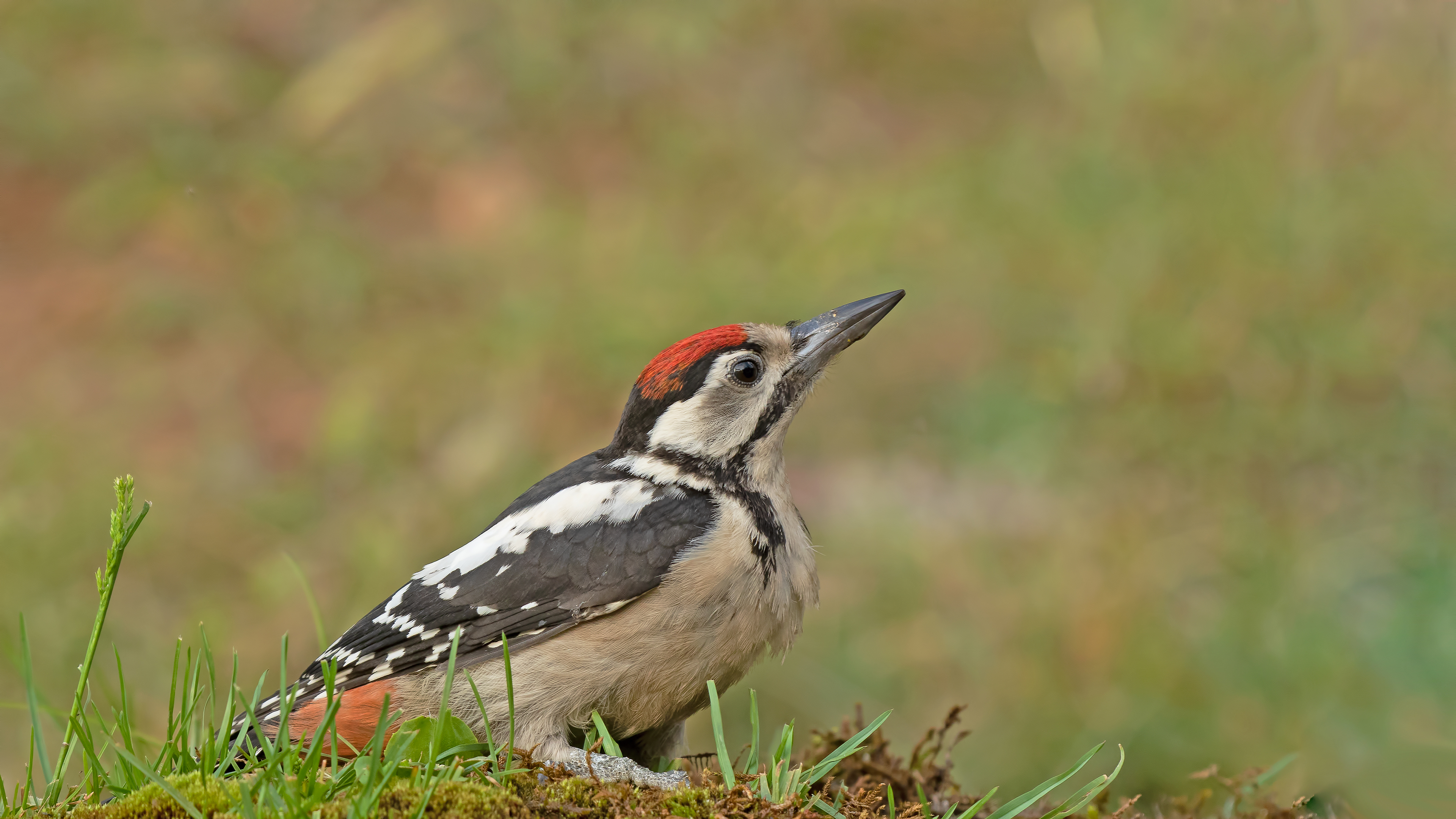 Orman alaca ağaçkakanı