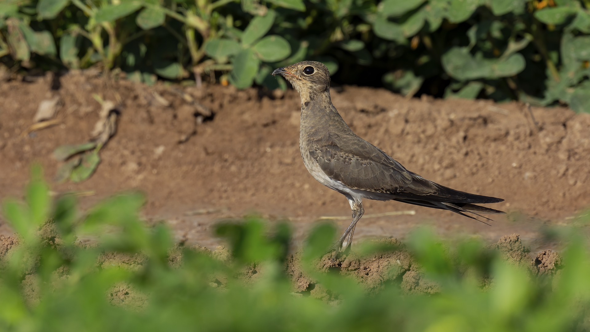 Bataklıkkırlangıcı
