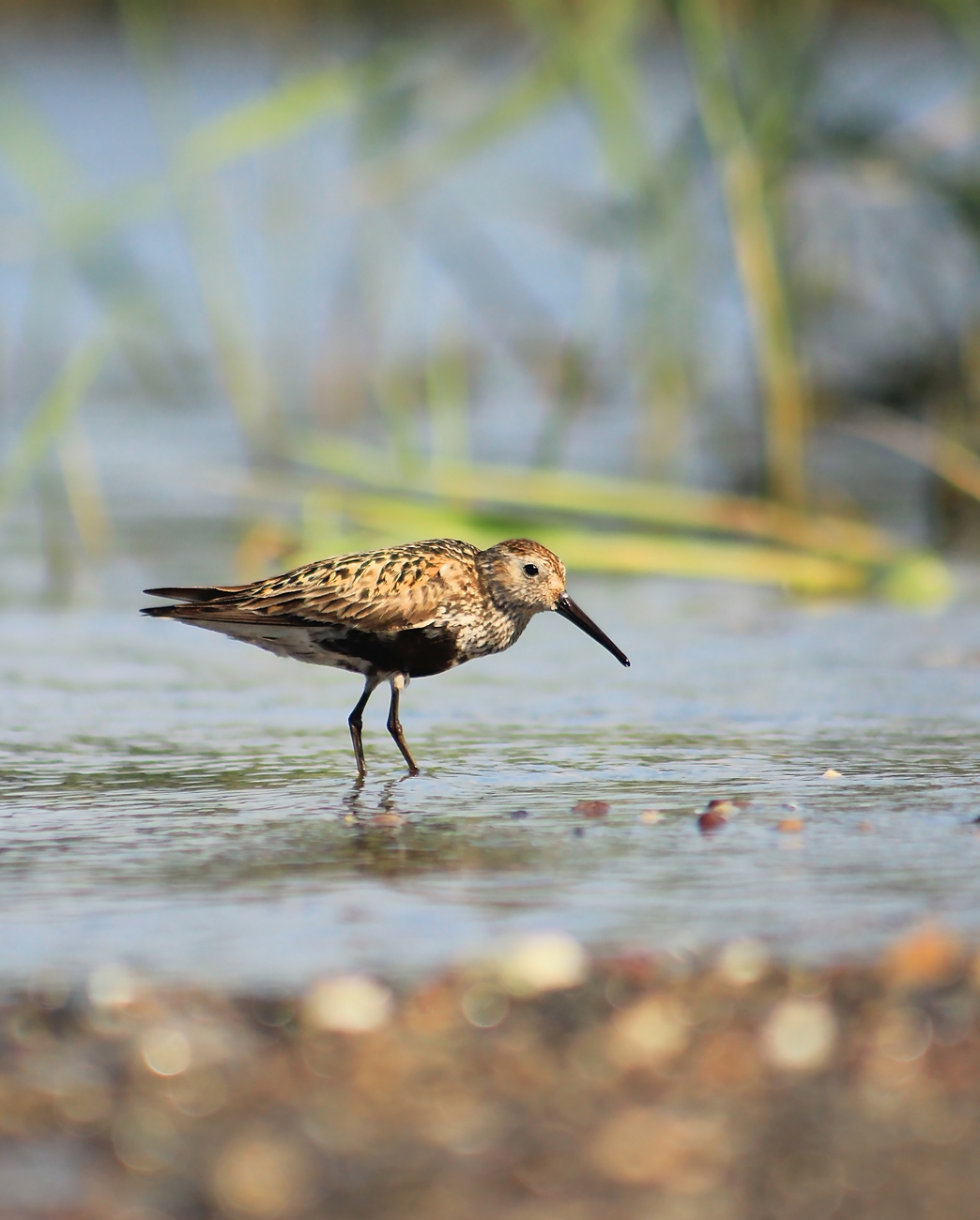 Karakarınlı kumkuşu
