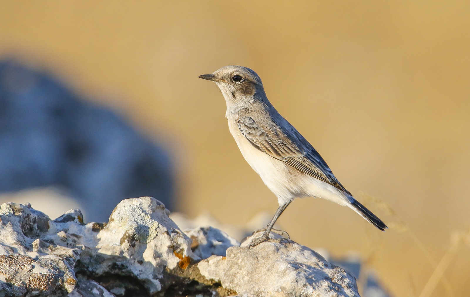Aksırtlı kuyrukkakan