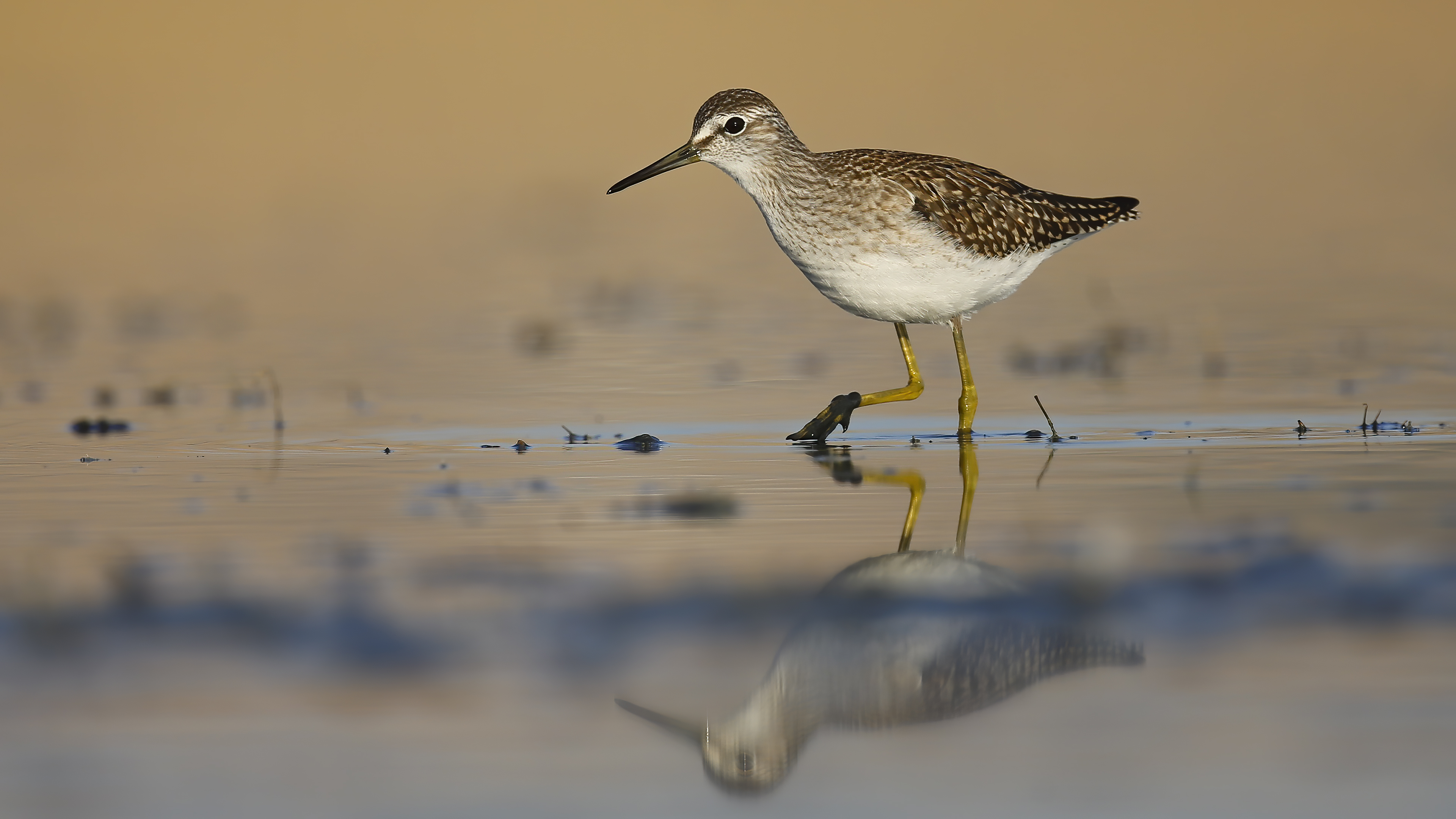 Orman düdükçünü