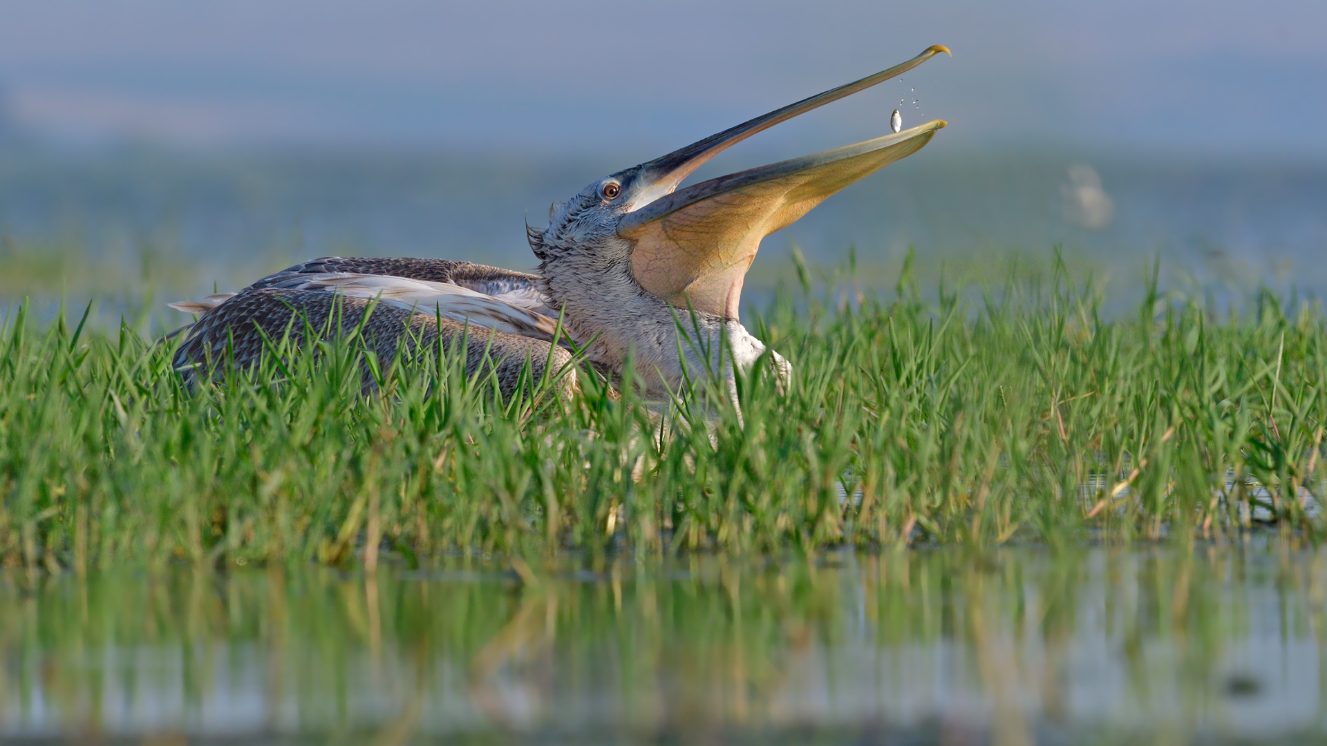 Tepeli pelikan » Dalmatian Pelican » Pelecanus crispus