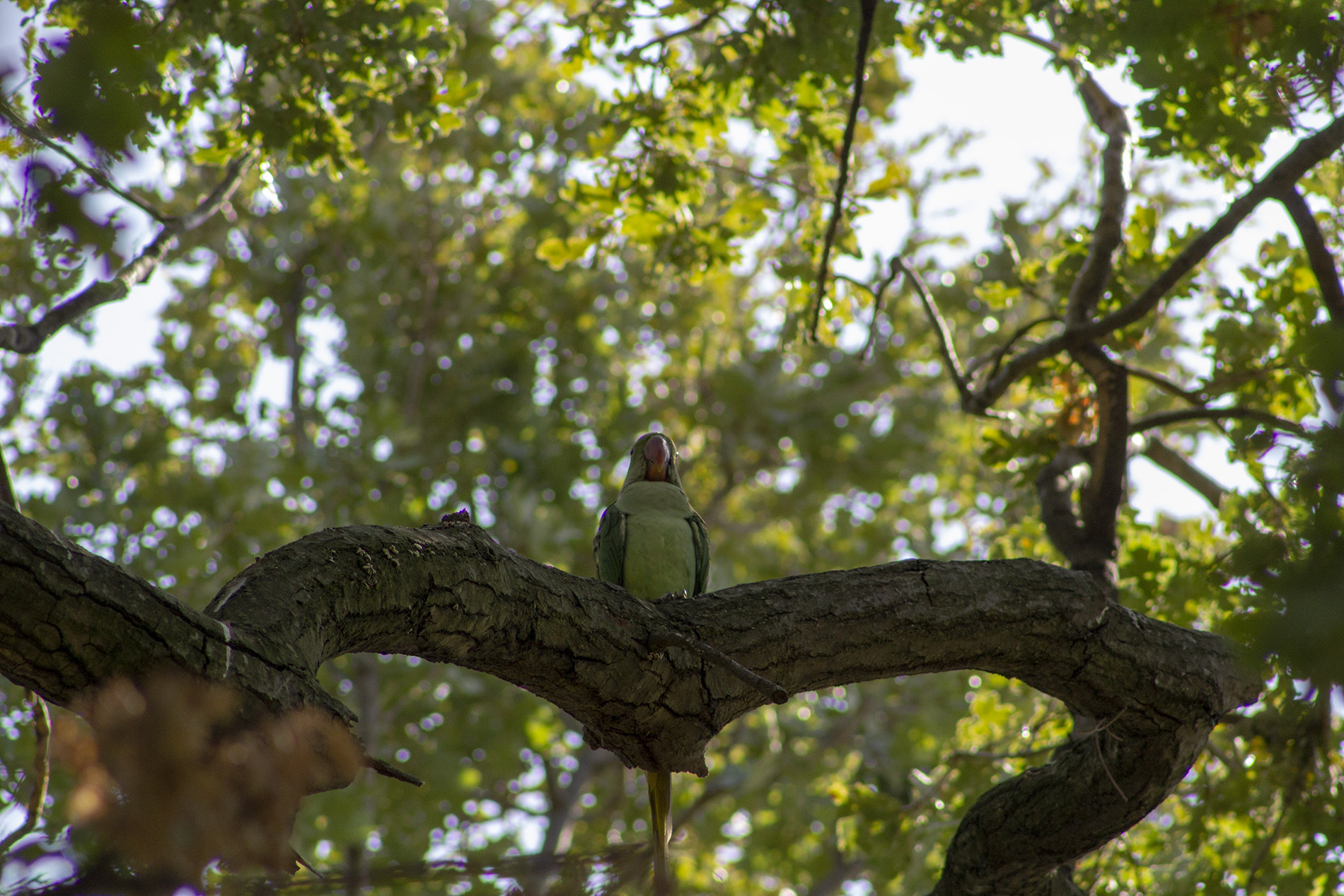 İskender papağanı