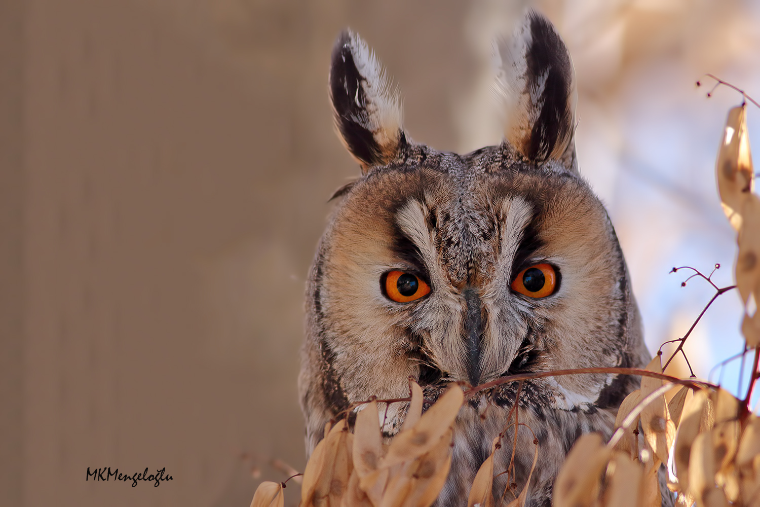 Kulaklı orman baykuşu