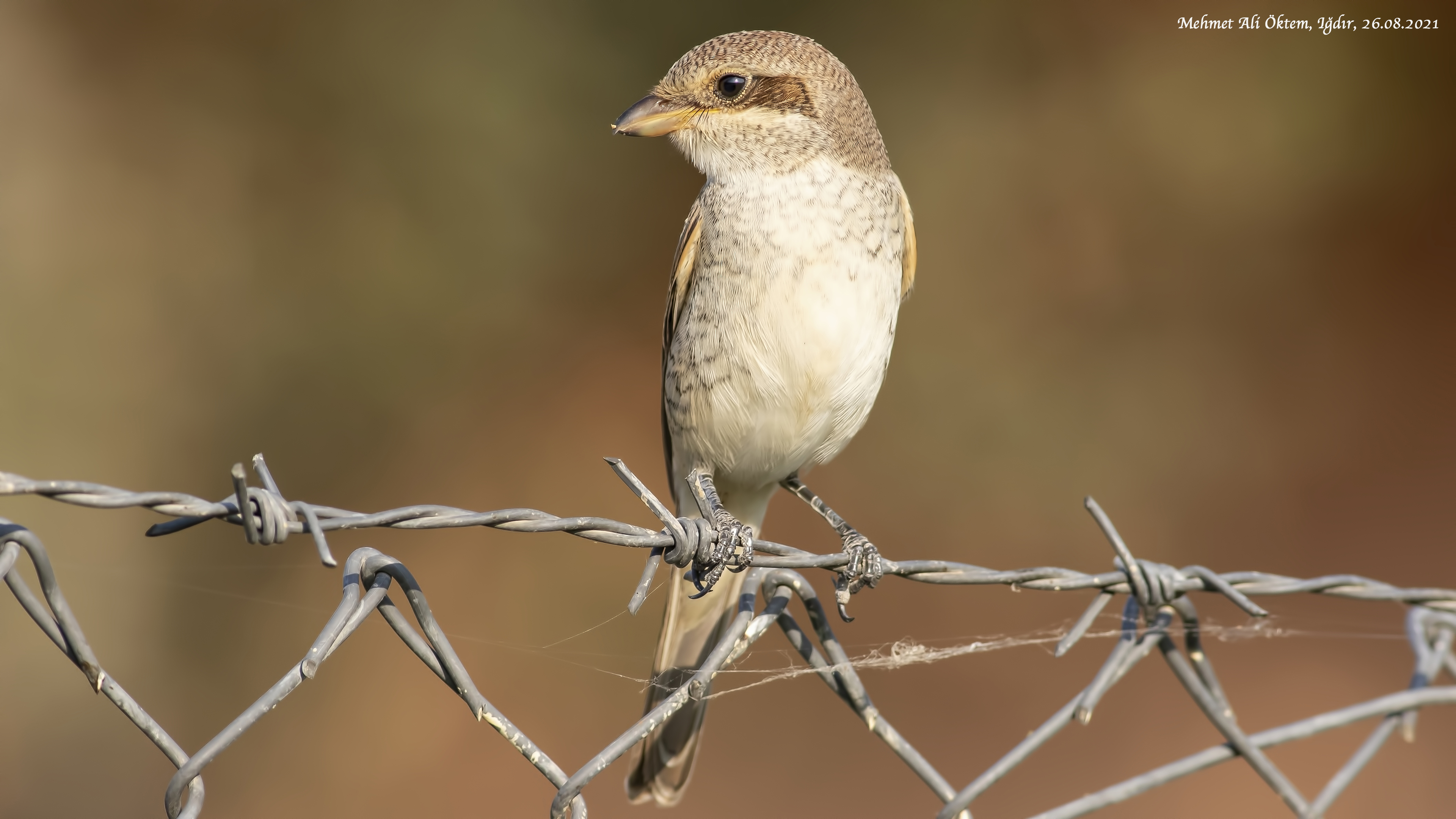 Kızılsırtlı örümcekkuşu