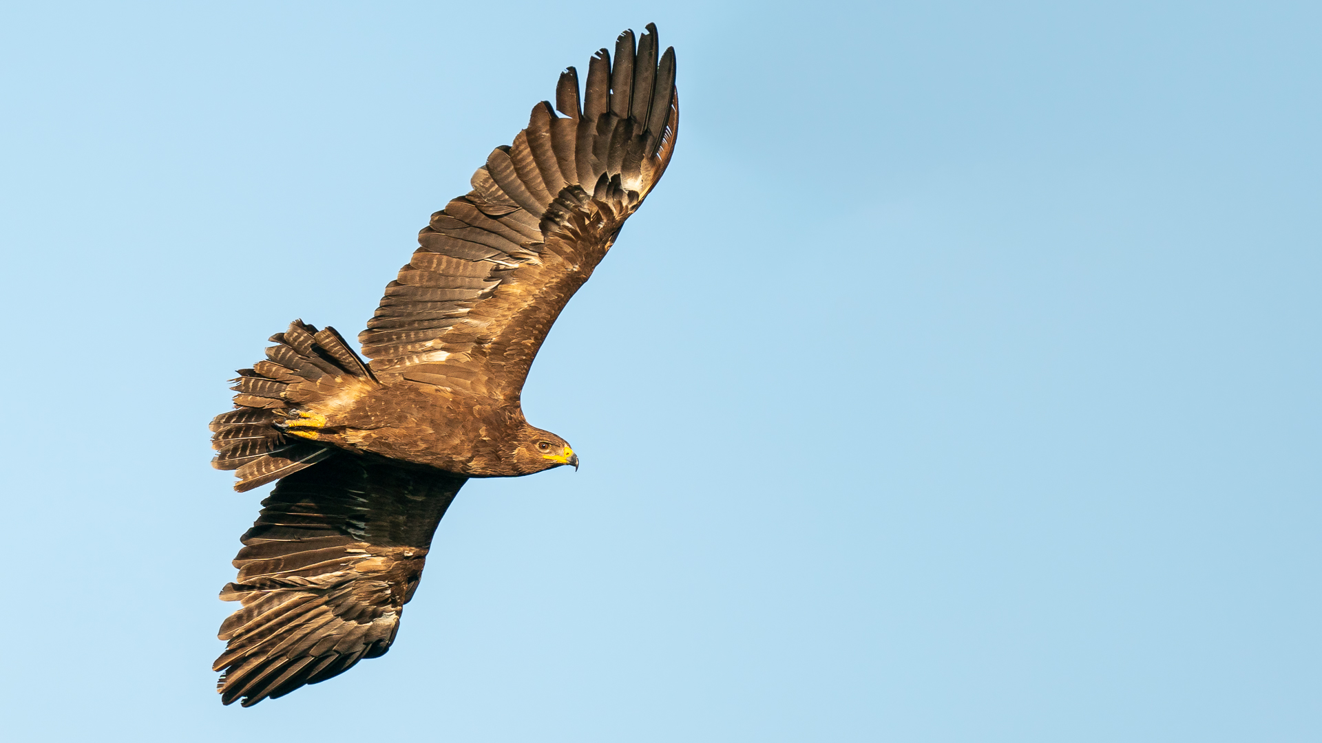 Küçük orman kartalı