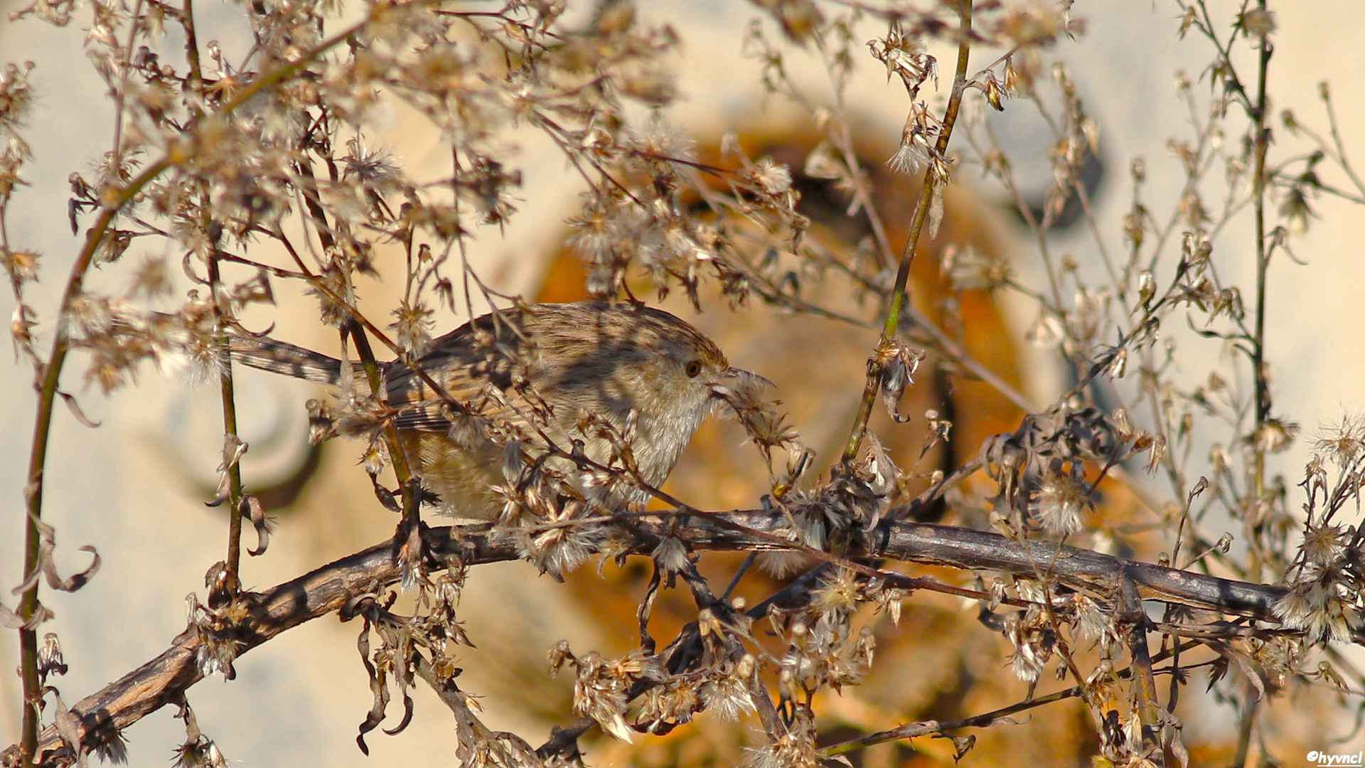 Dikkuyruklu ötleğen