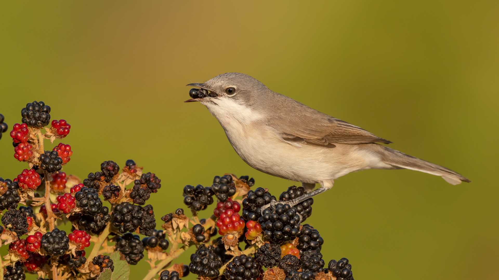 Küçük akgerdanlı ötleğen