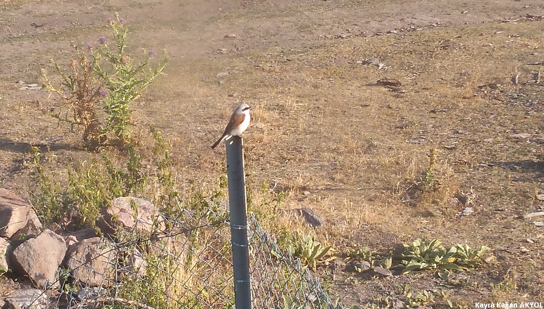 Kızılsırtlı örümcekkuşu