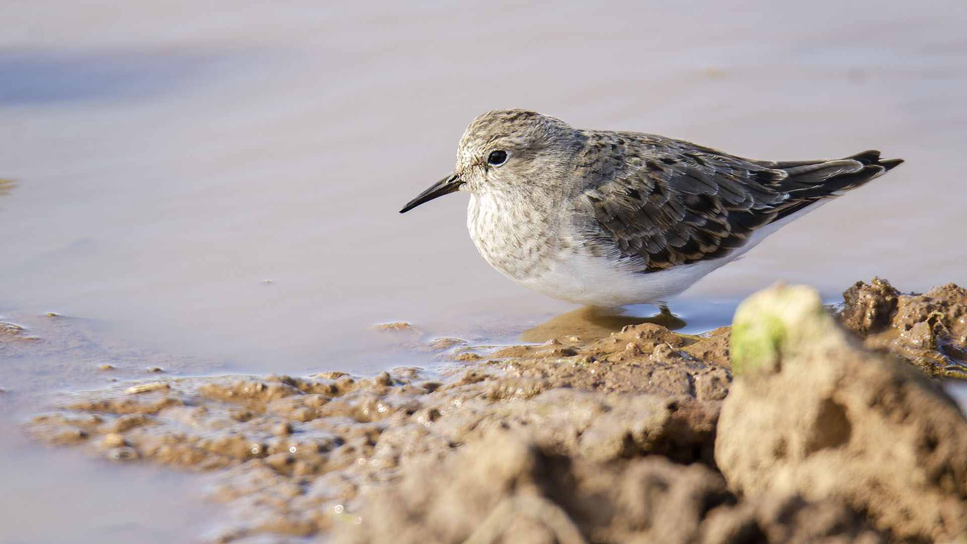 Sarıbacaklı kumkuşu