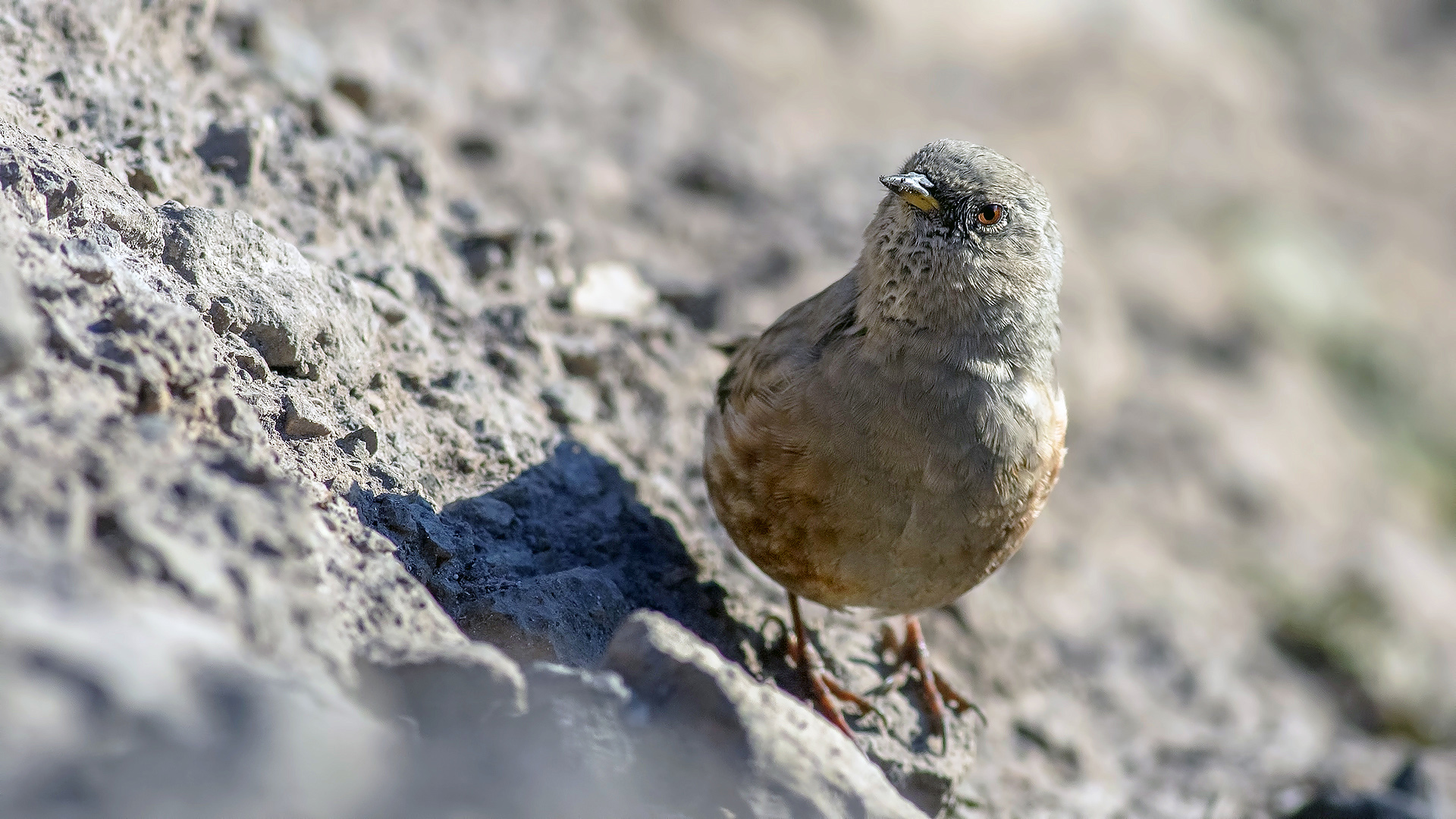 Büyük dağbülbülü