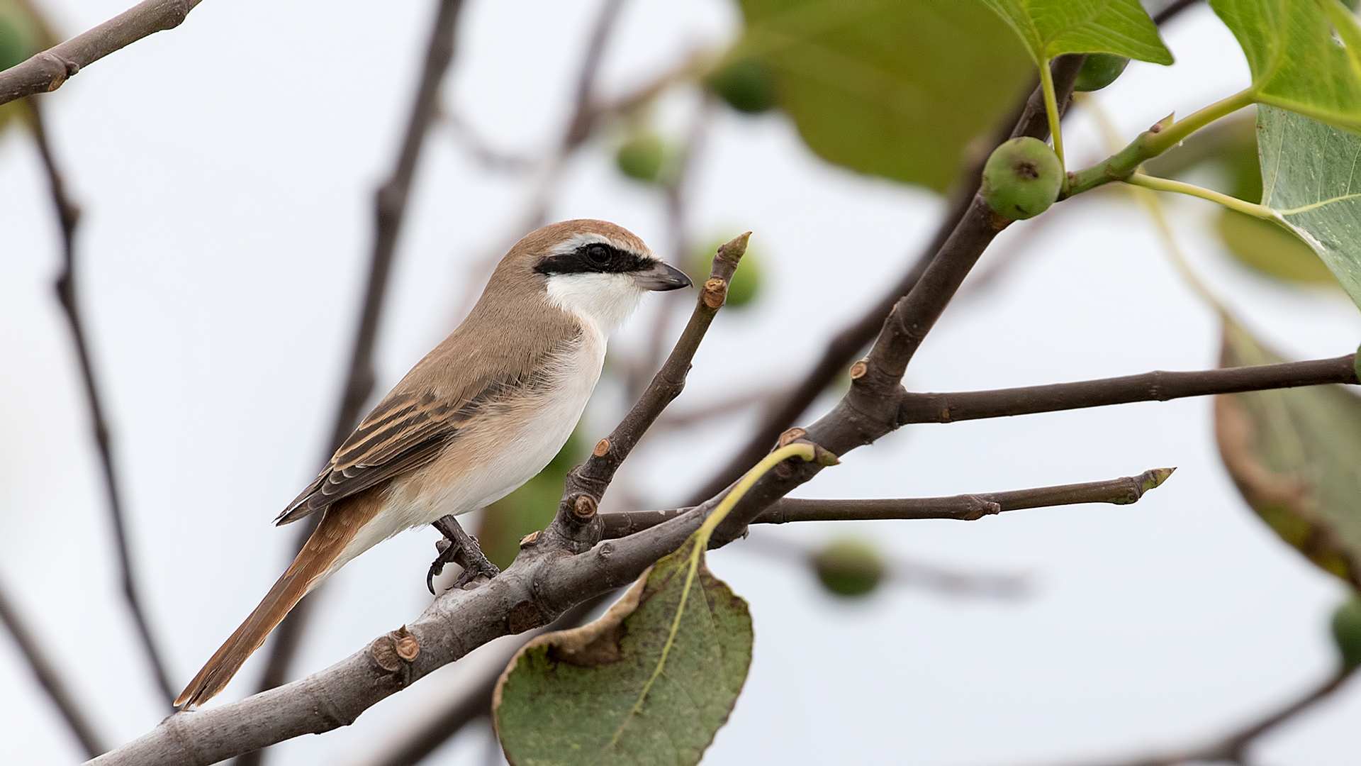 Türkistan örümcekkuşu