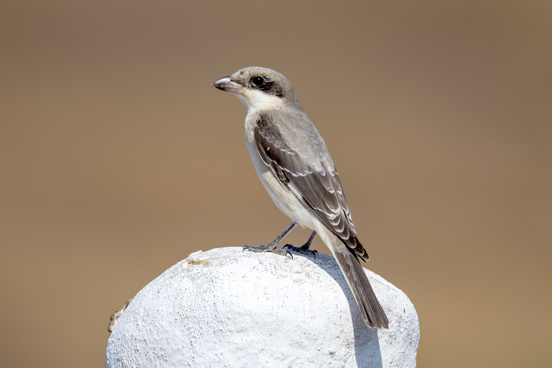 Karaalınlı örümcekkuşu
