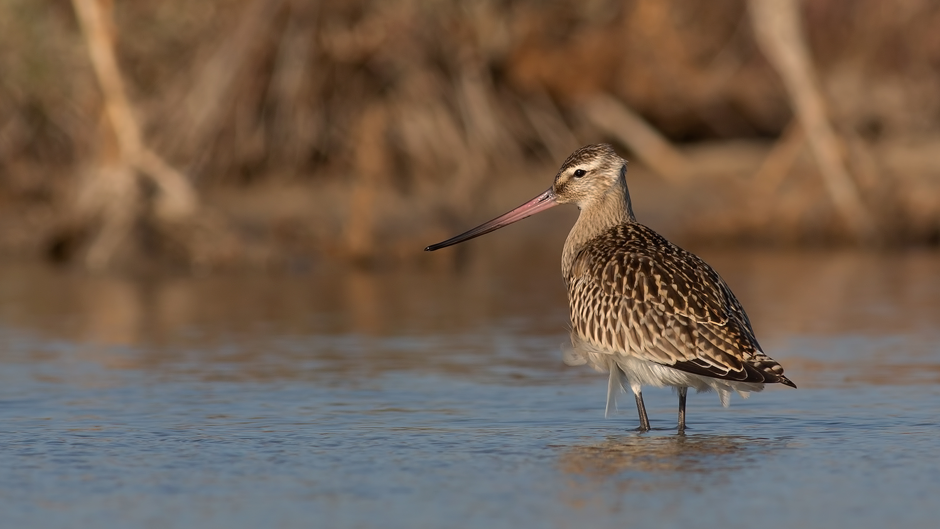 Kıyı çamurçulluğu
