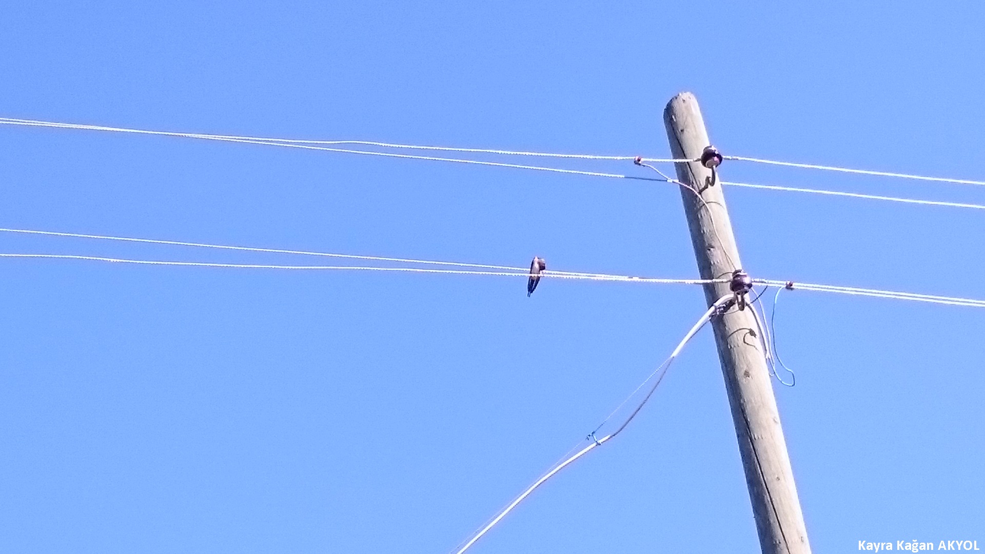 Kızıl kırlangıç