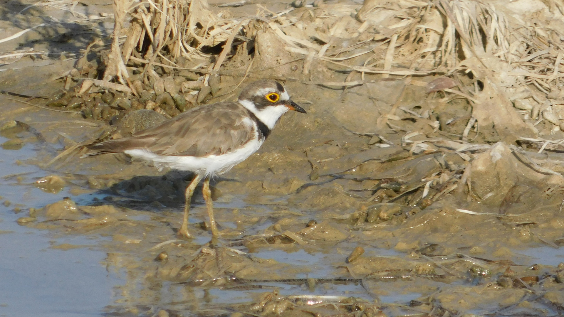 Halkalı küçük cılıbıt