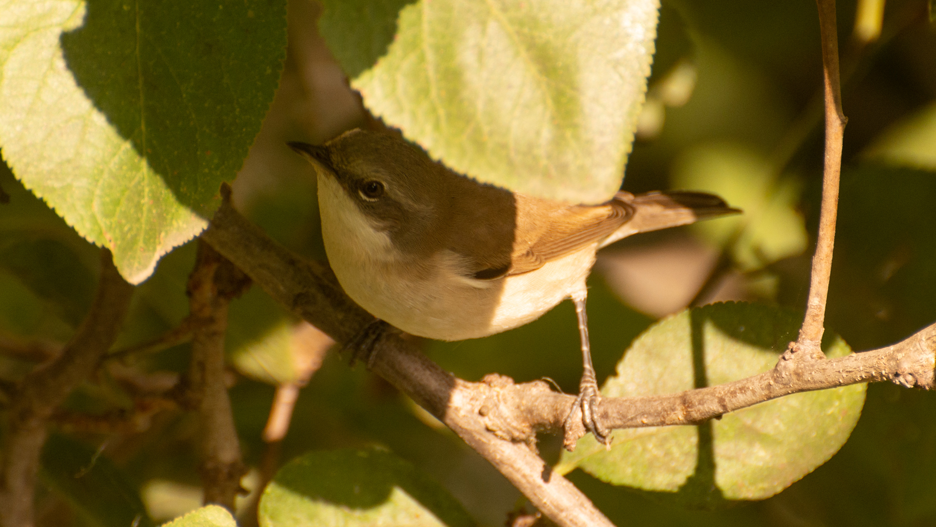 Küçük akgerdanlı ötleğen
