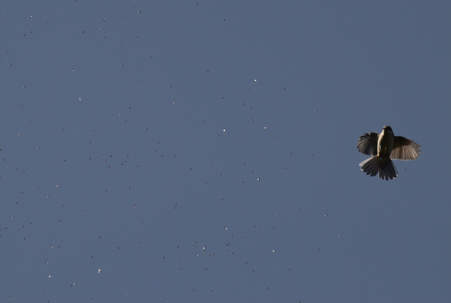 Küçük akgerdanlı ötleğen