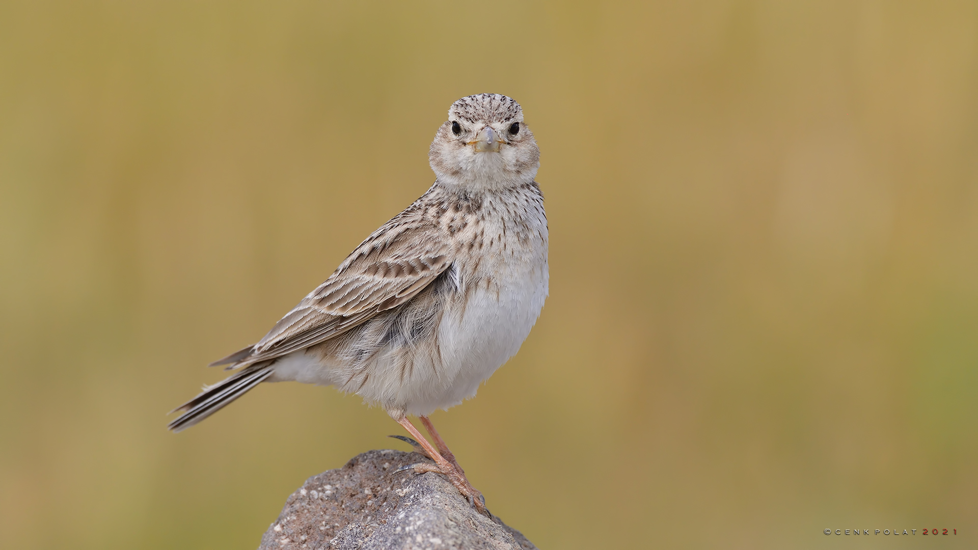 Türkistan çorak toygarı