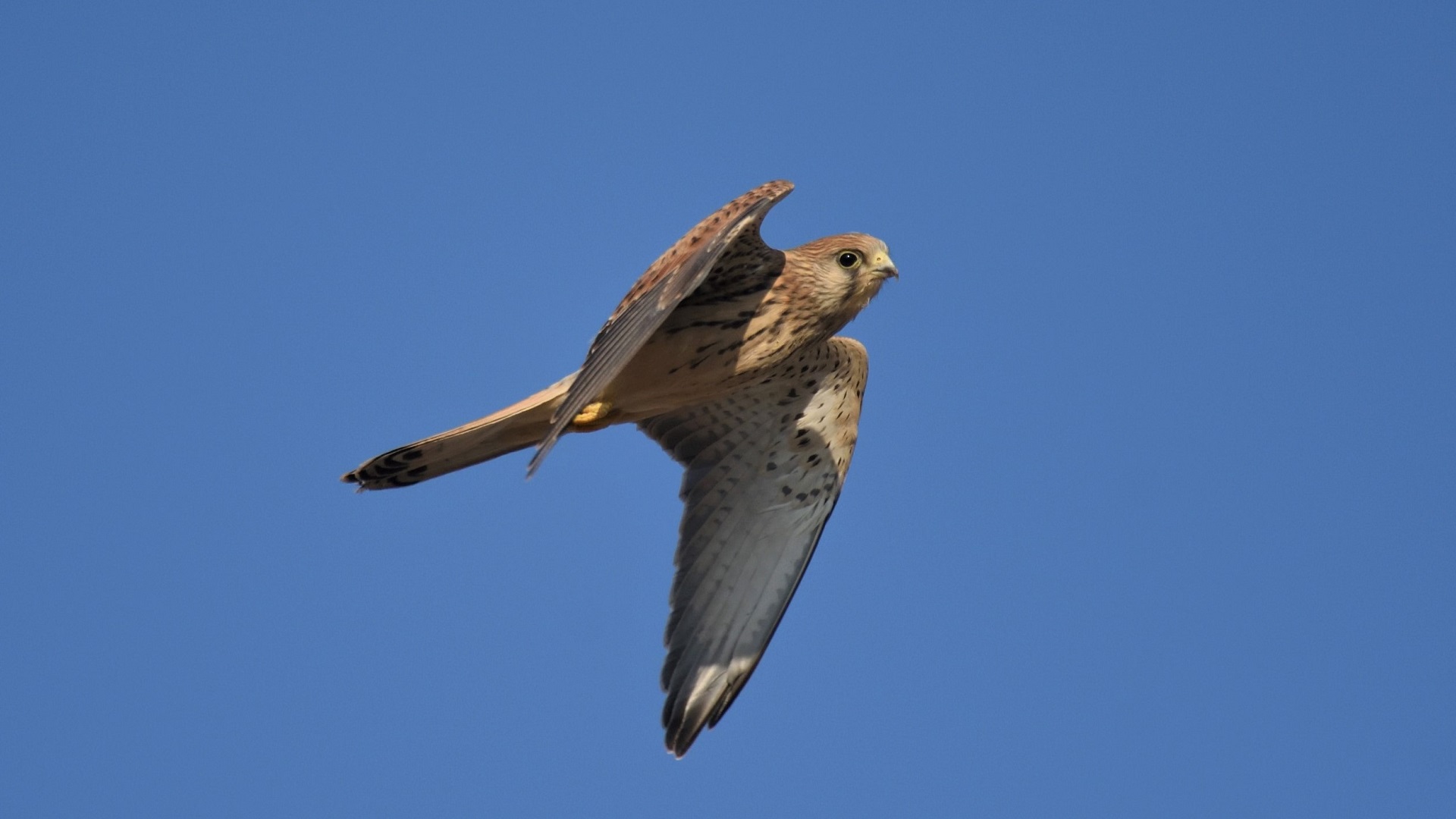 Küçük kerkenez » Lesser Kestrel » Falco naumanni